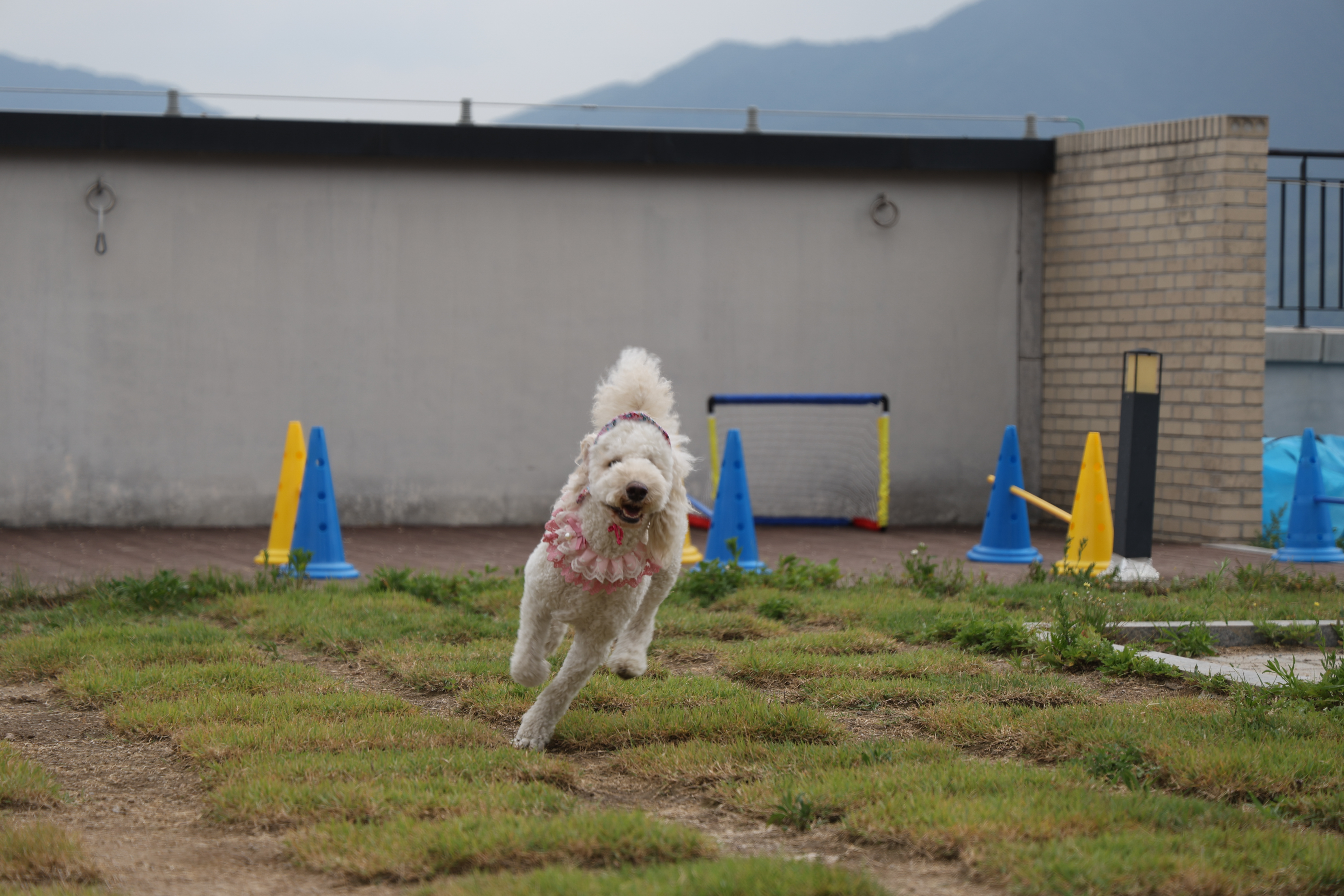 해피독 트레이닝 스쿨 애견유치원&애견호텔 대표 이미지