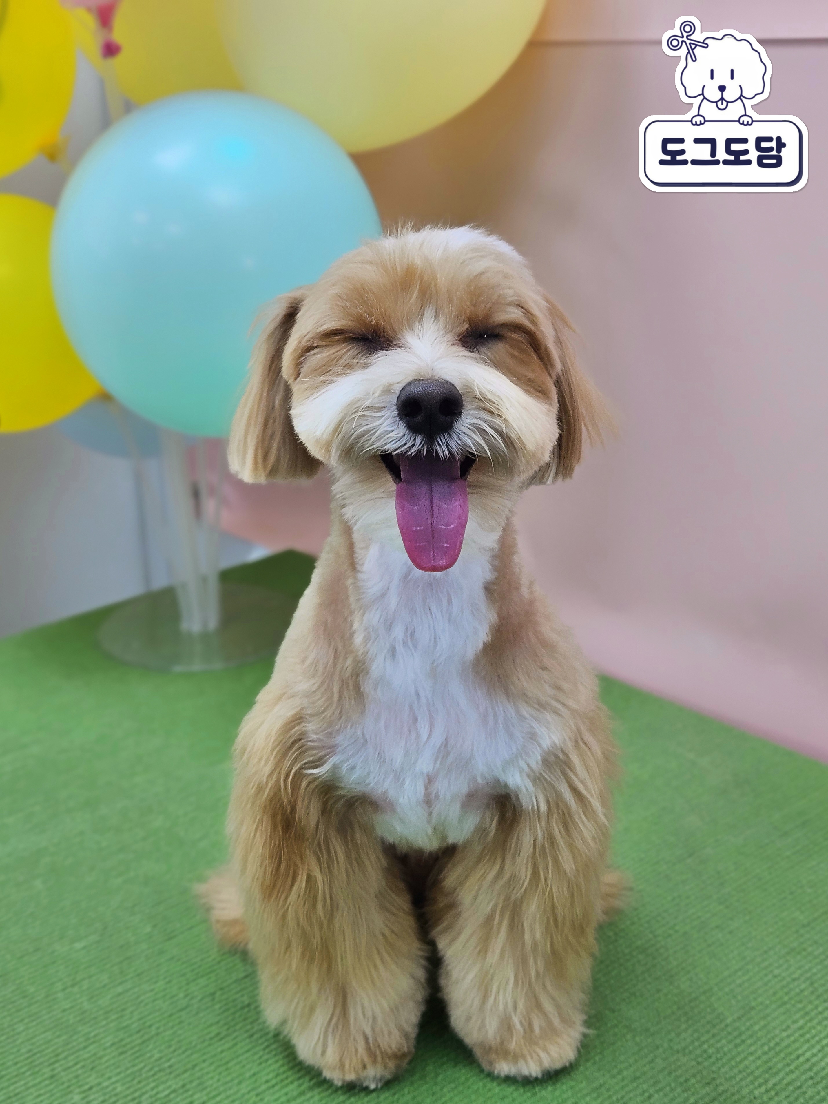 도그도담 대표 이미지