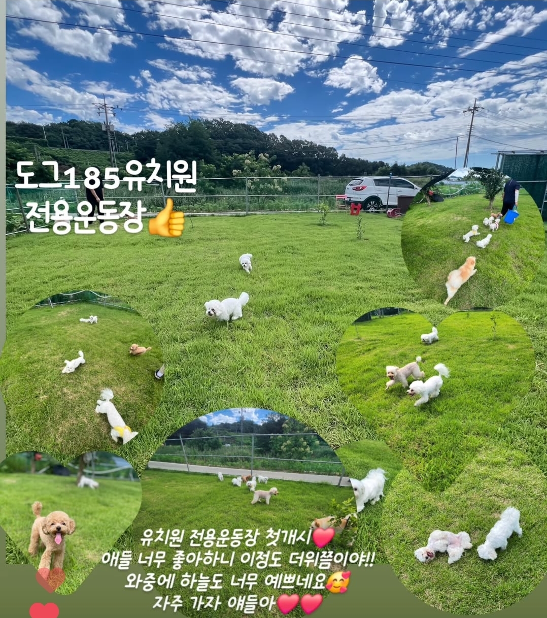 도그185 대표 이미지