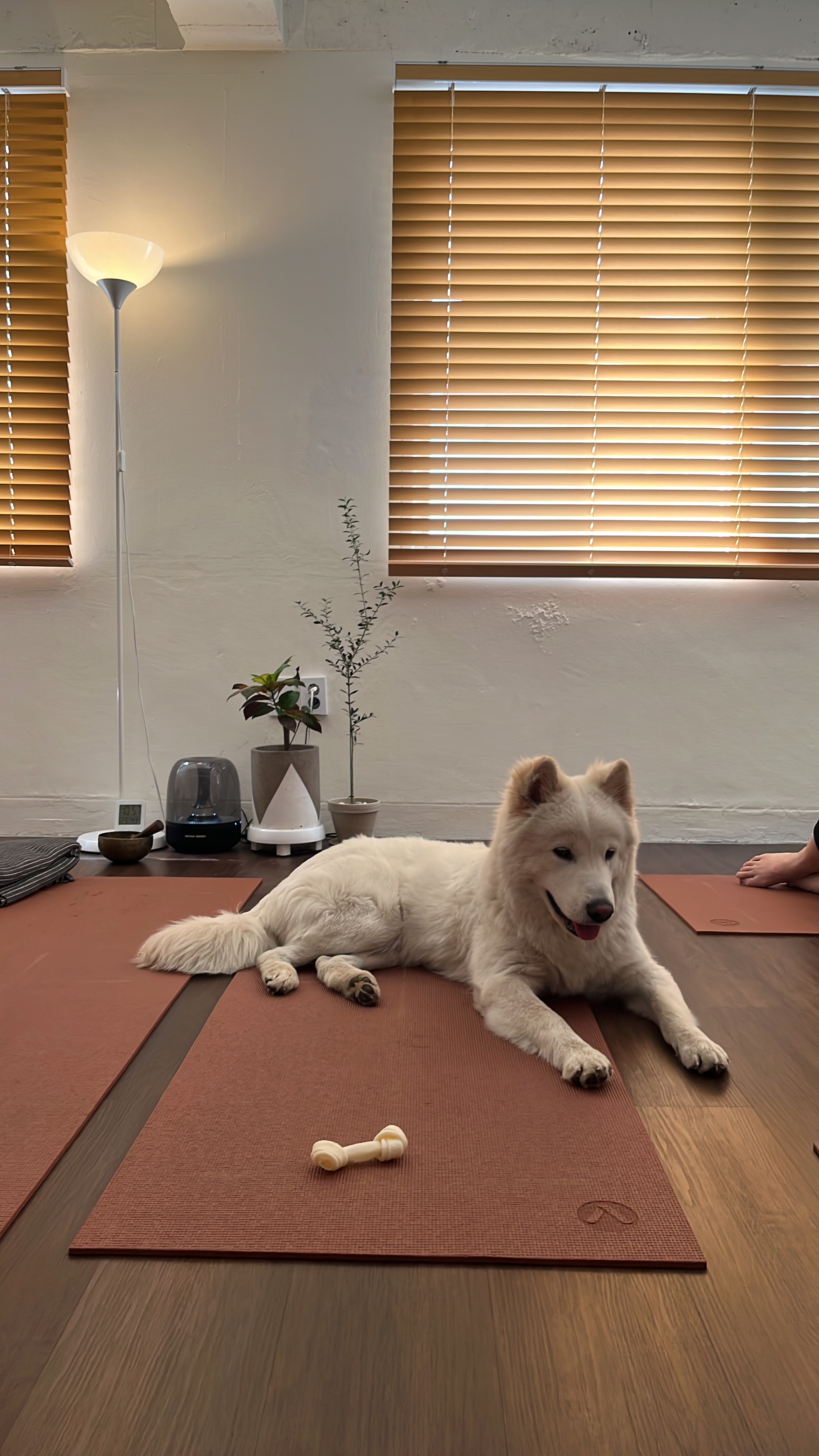 nroo yoga 대표 이미지