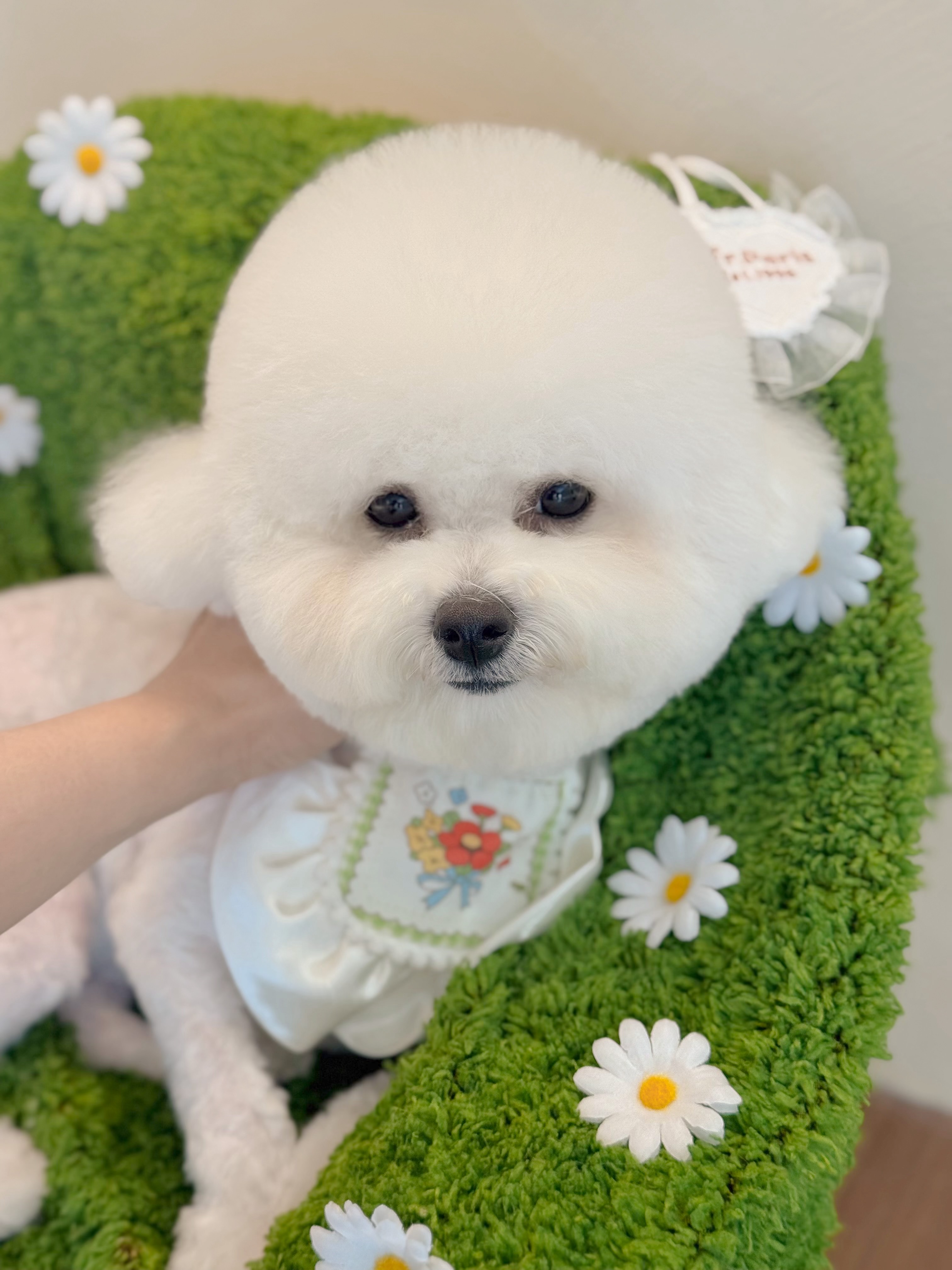 꼬망모르 애견미용실 대표 이미지
