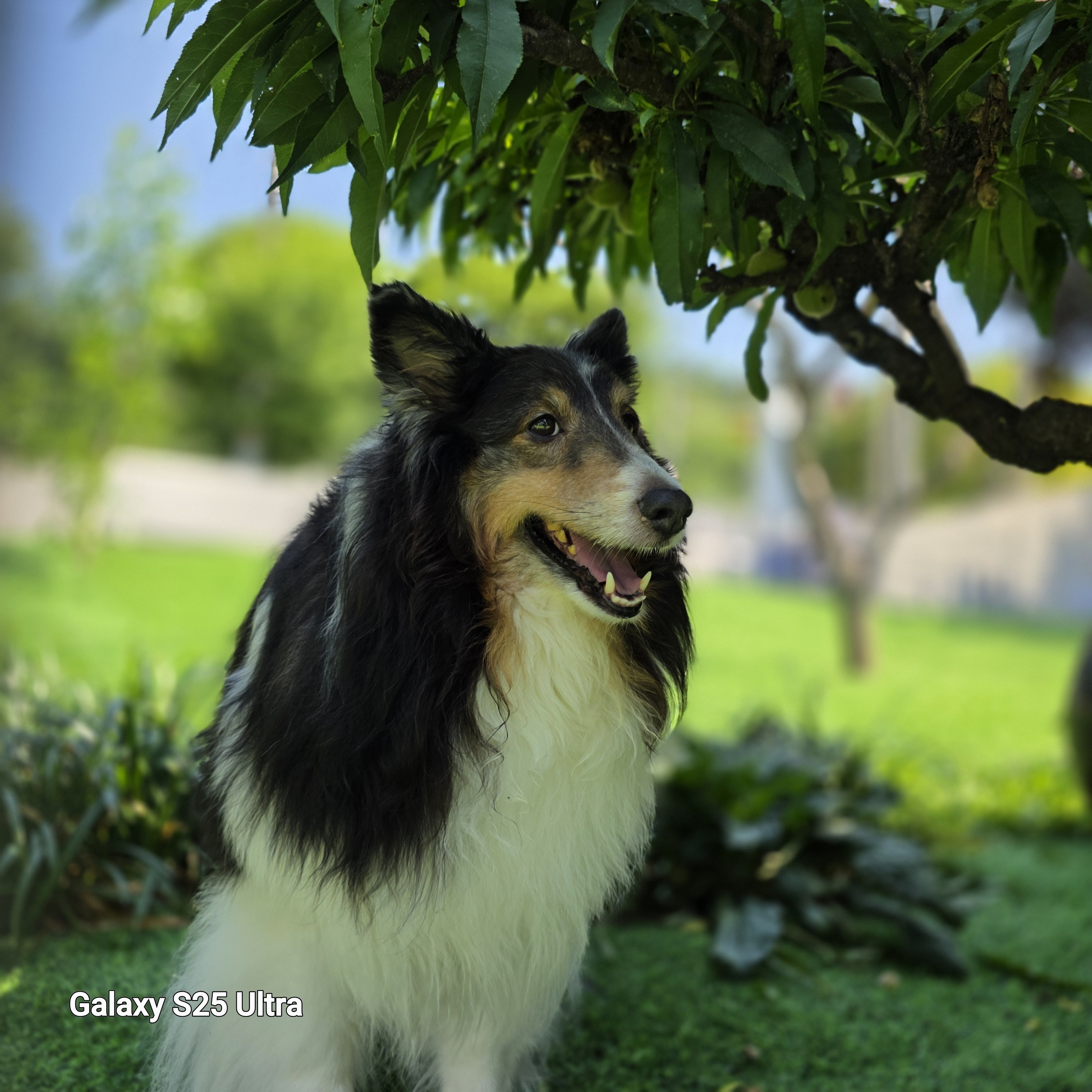 공항 가까운 전원주택 펫시터 대표 이미지