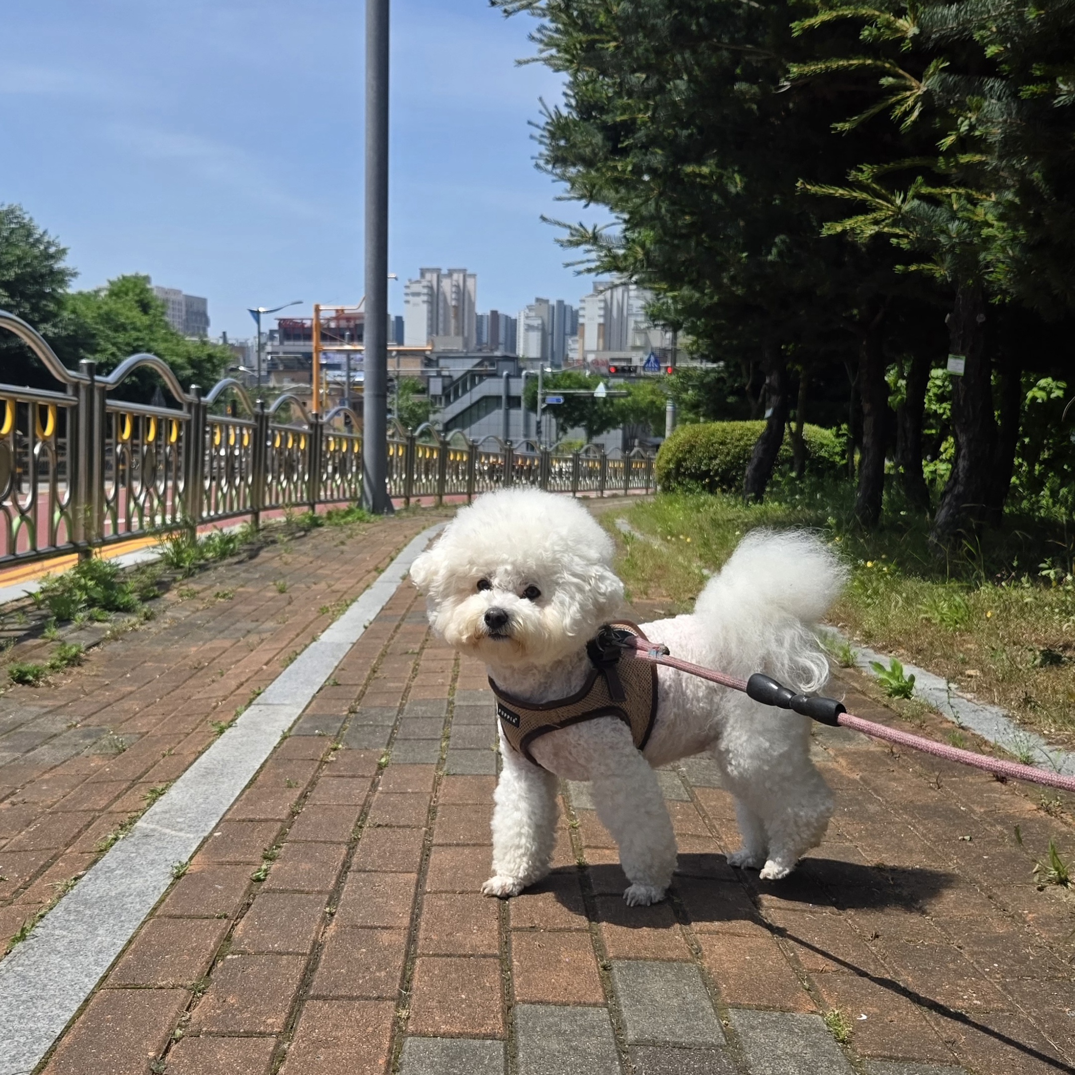 똥깡아지 대표 이미지