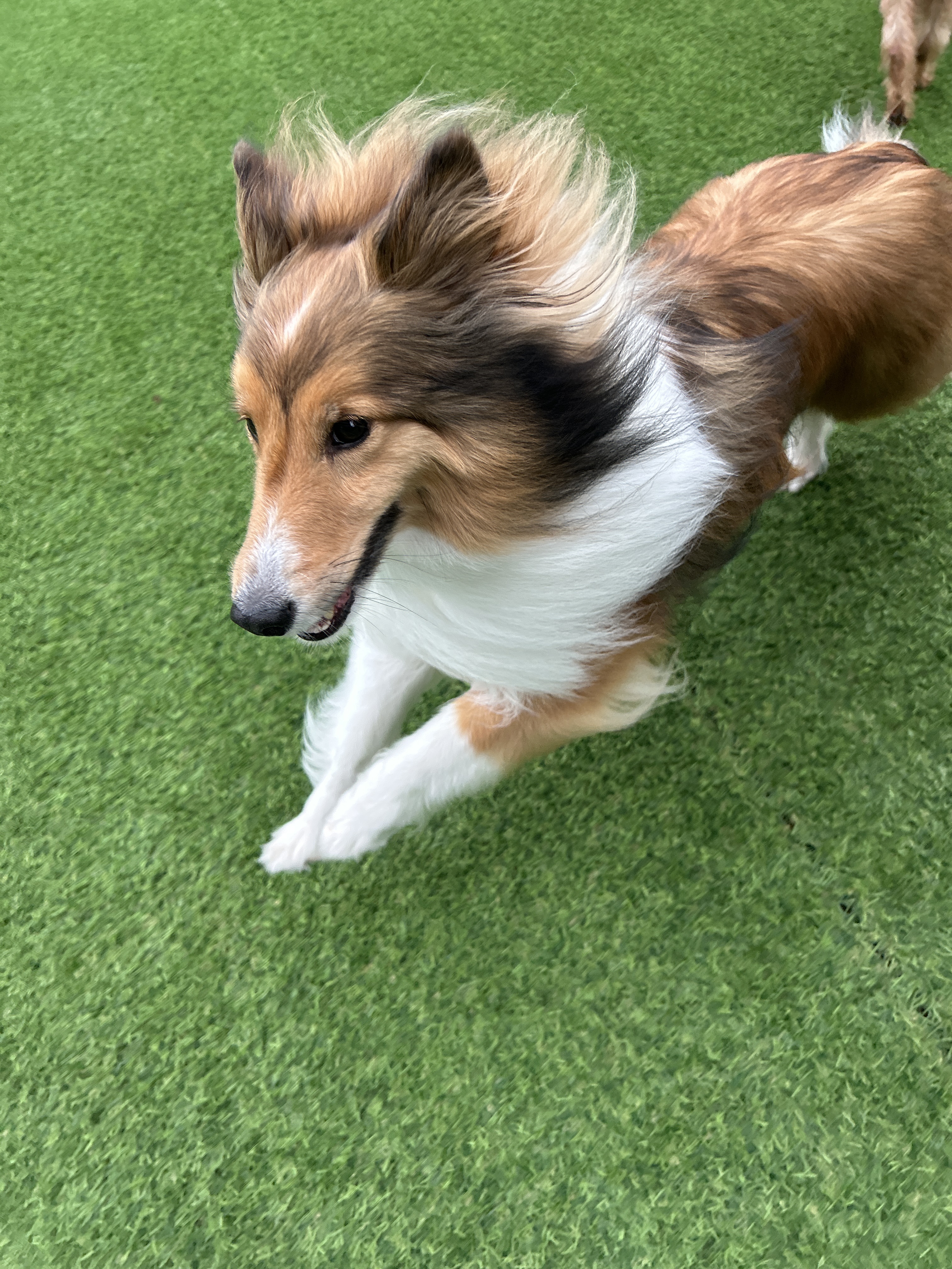 전설의강아지 대표 이미지