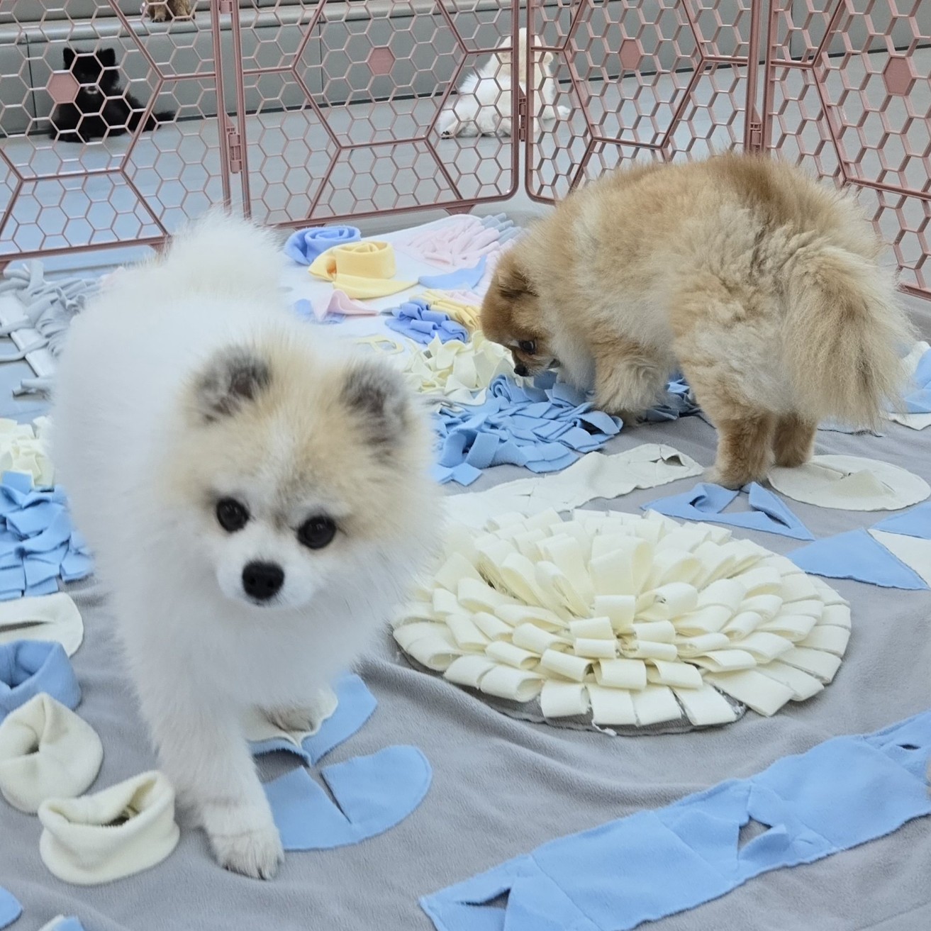 똥깡아지 애견유치원&애견호텔 대표 이미지