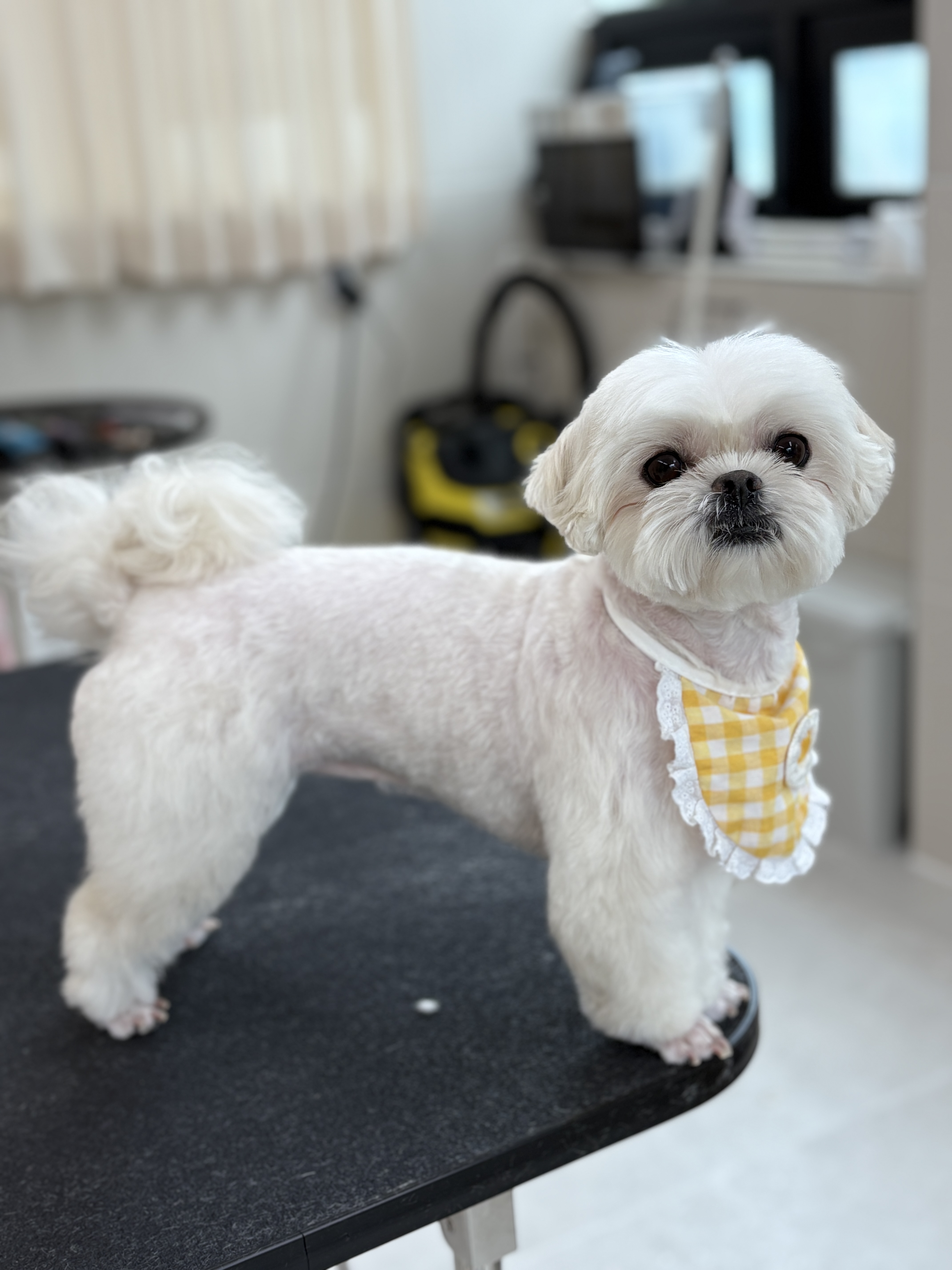 미용오개 애견미용실 영등포점 대표 이미지