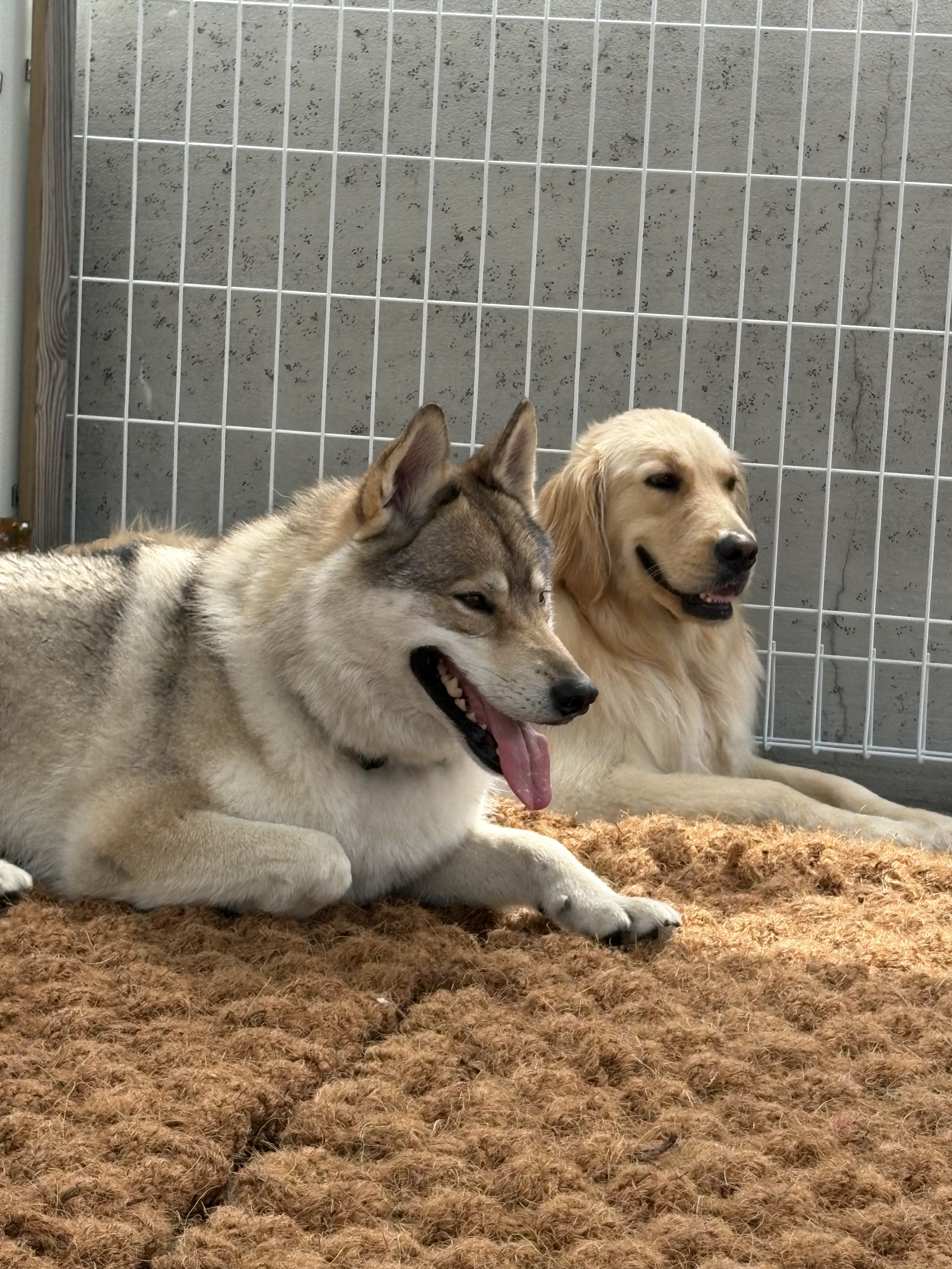 춘자네펫스쿨 대표 이미지