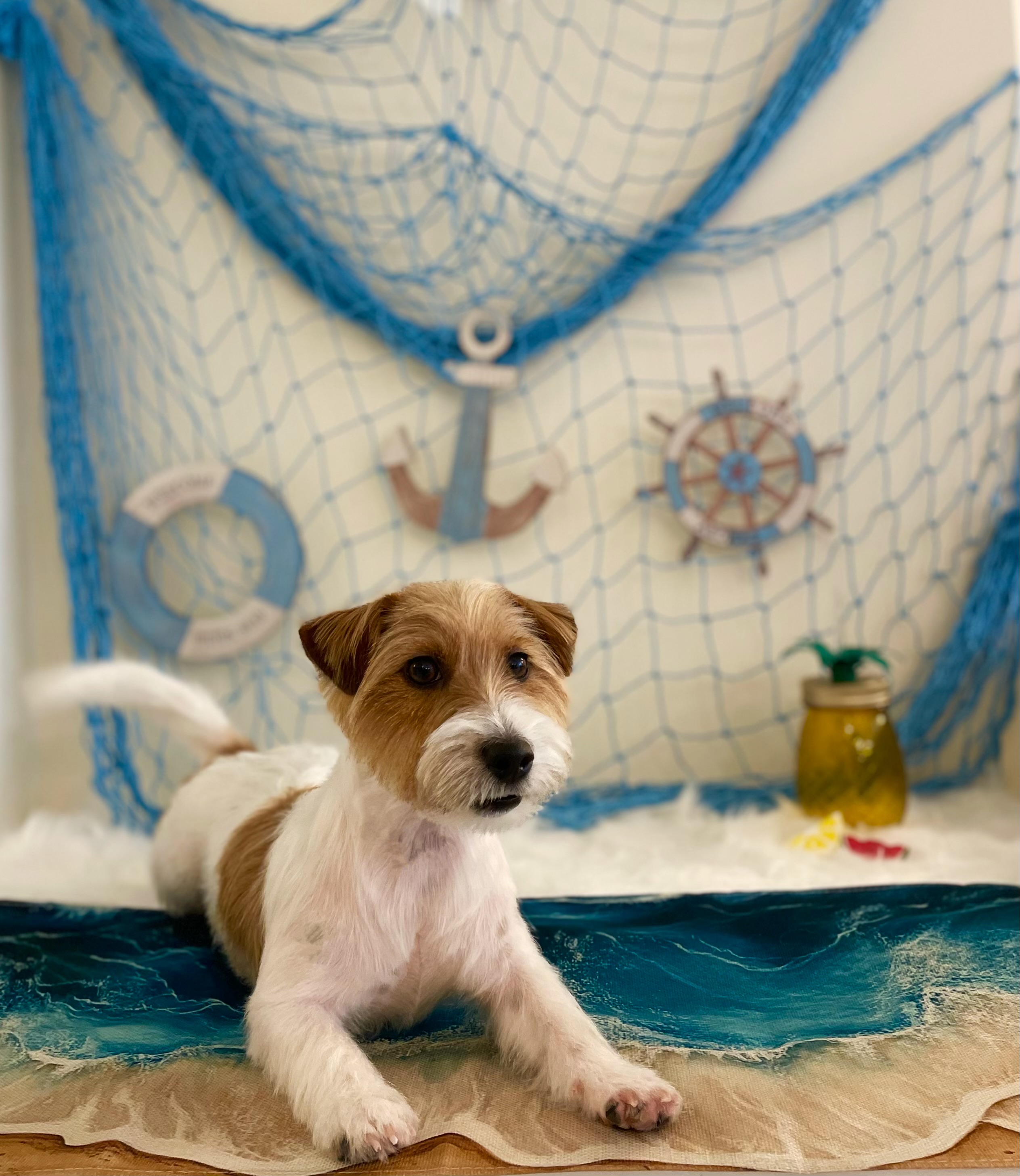 메이펫 대표 이미지