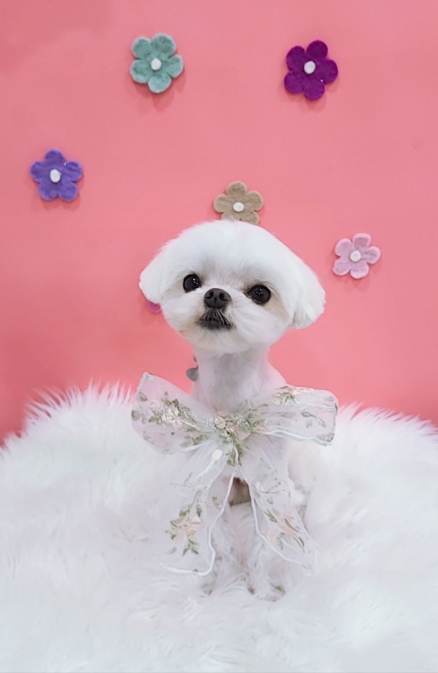 이쁘개 애견미용 애견호텔 대표 이미지