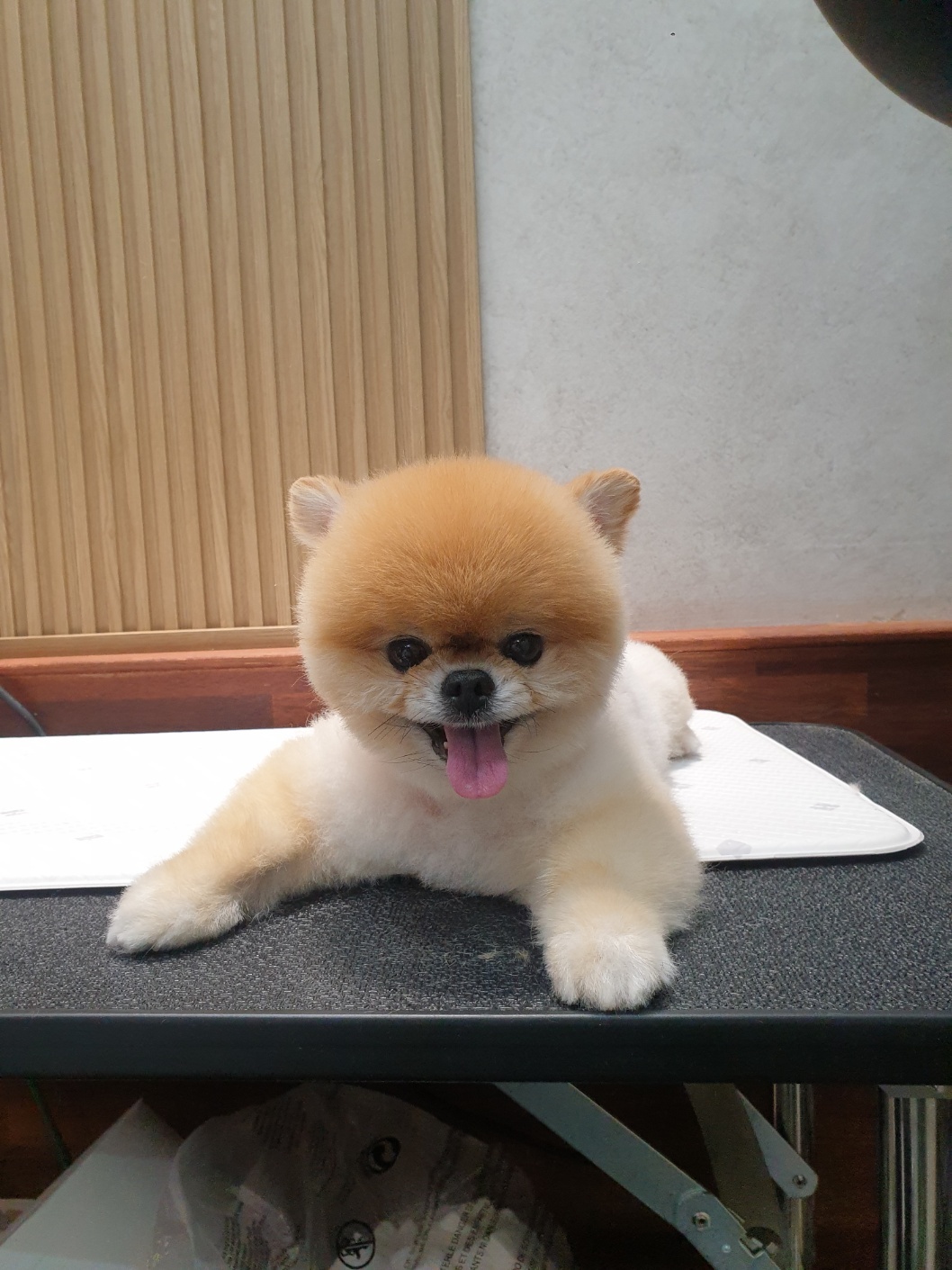 펫미팅 6