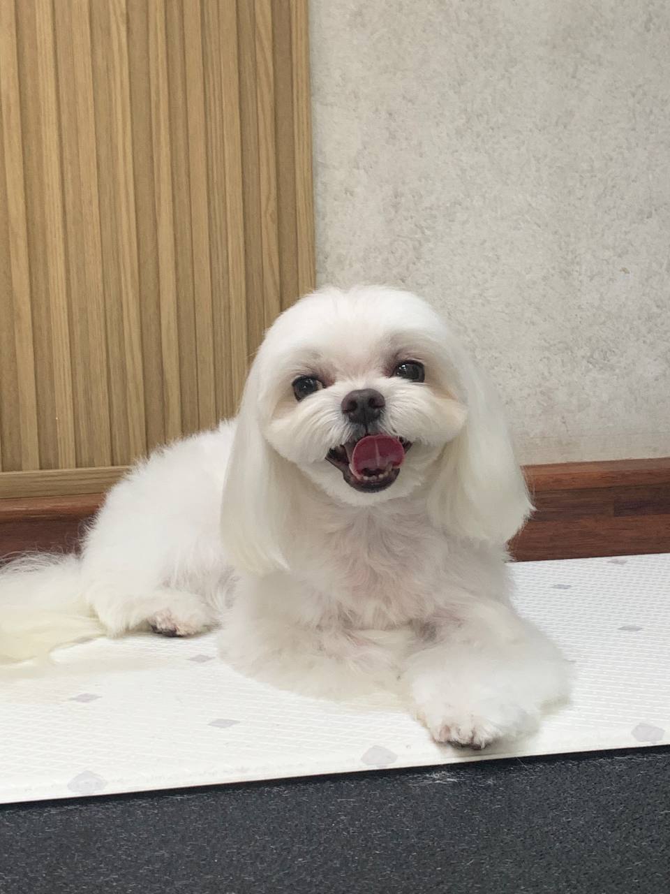 펫미팅 대표 이미지