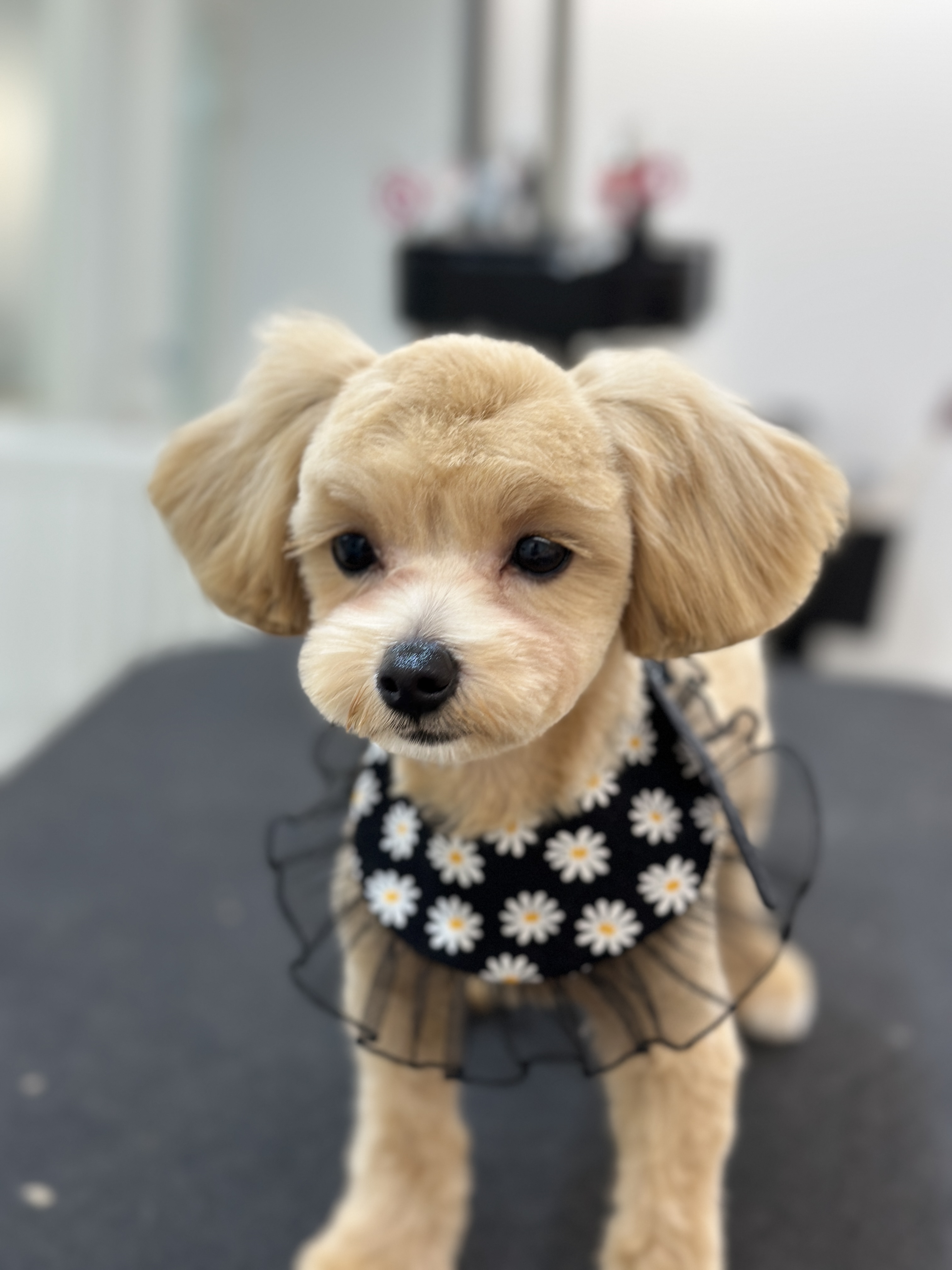 헬로제이 대표 이미지