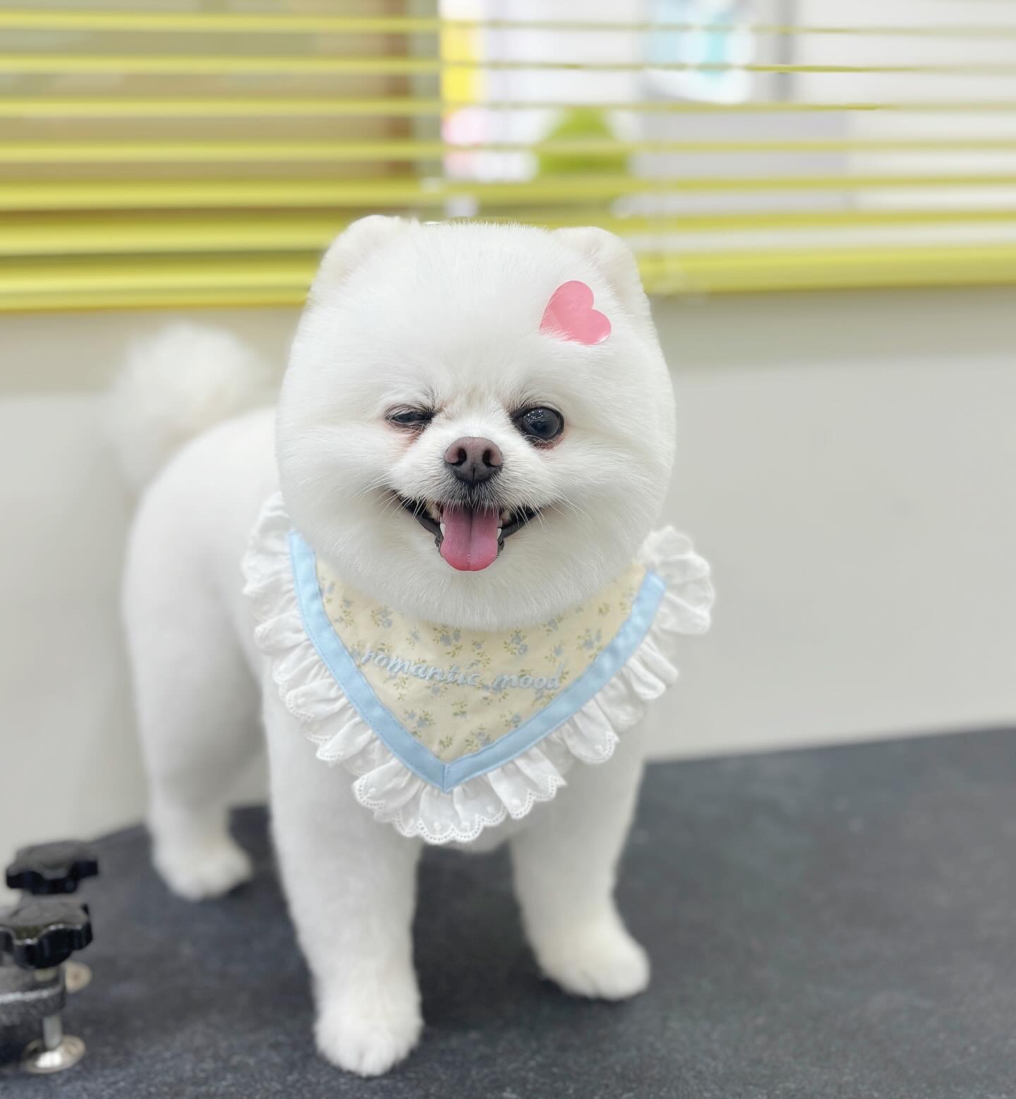 꼬또리몽 대표 이미지