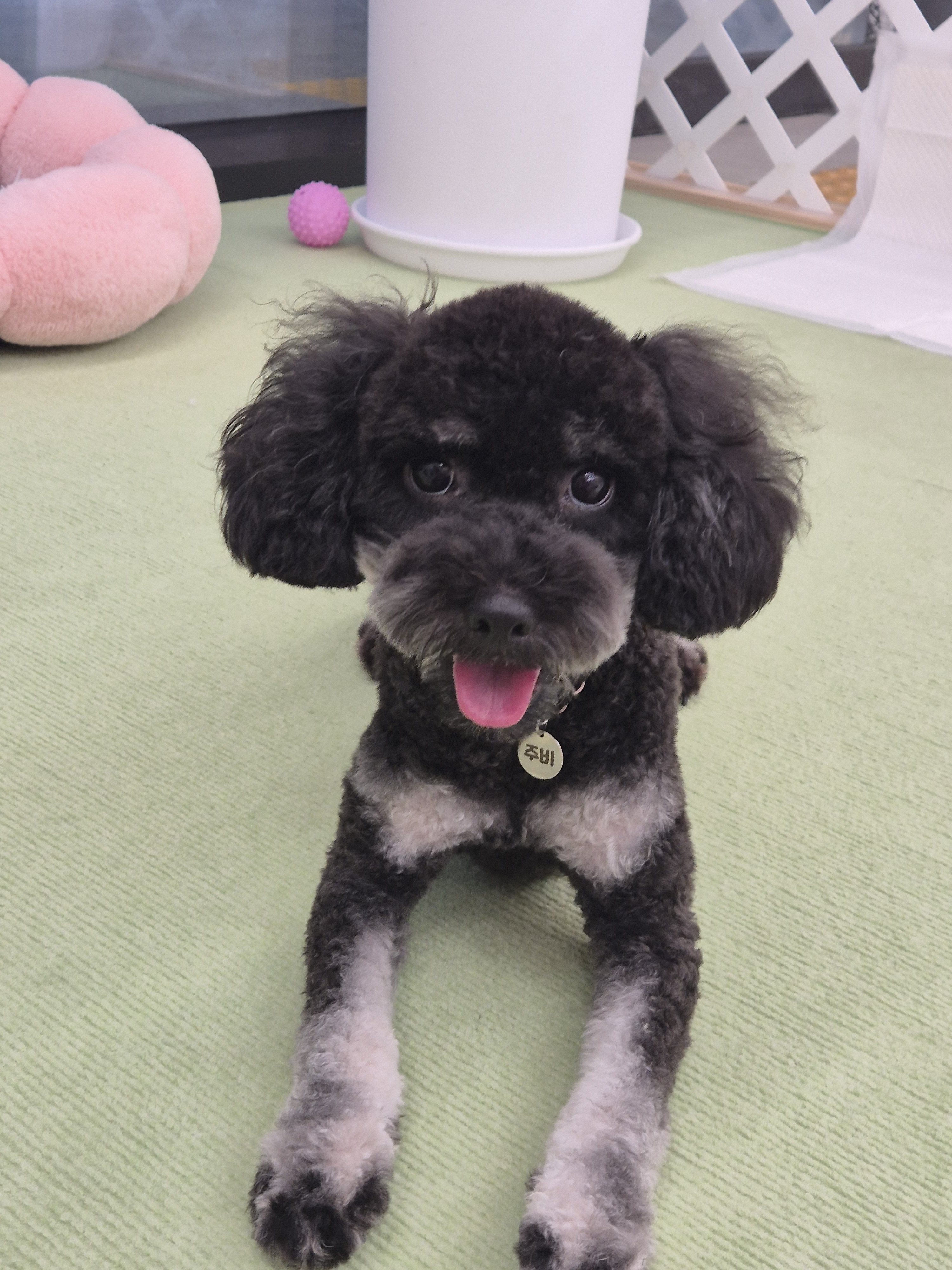 헬로퍼피 대표 이미지