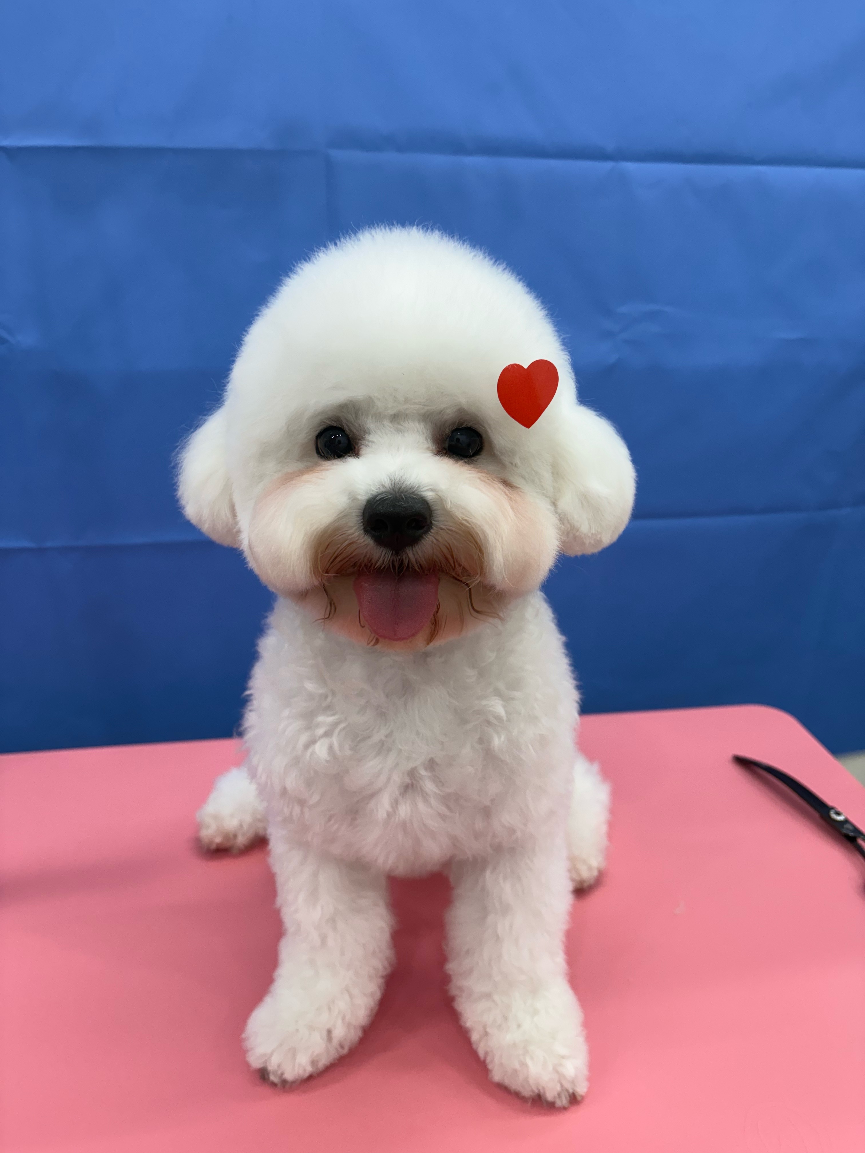 비비몽 대구강아지 애견미용호텔 대표 이미지