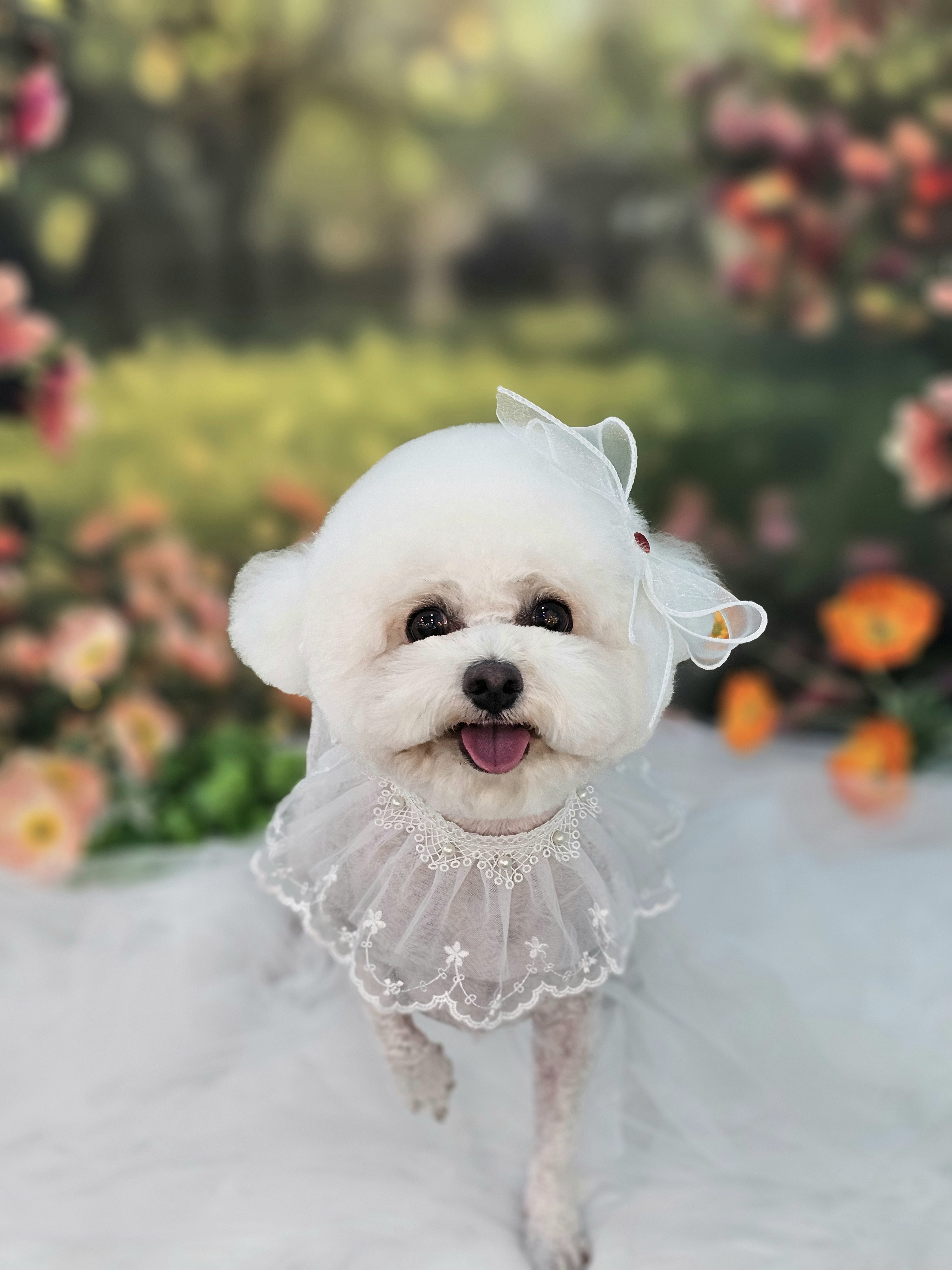 멍보드레 대표 이미지