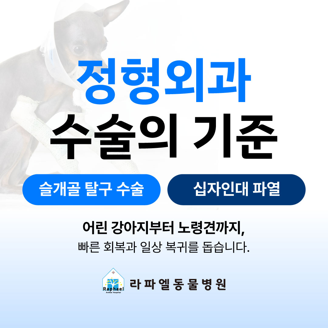 라파엘동물병원