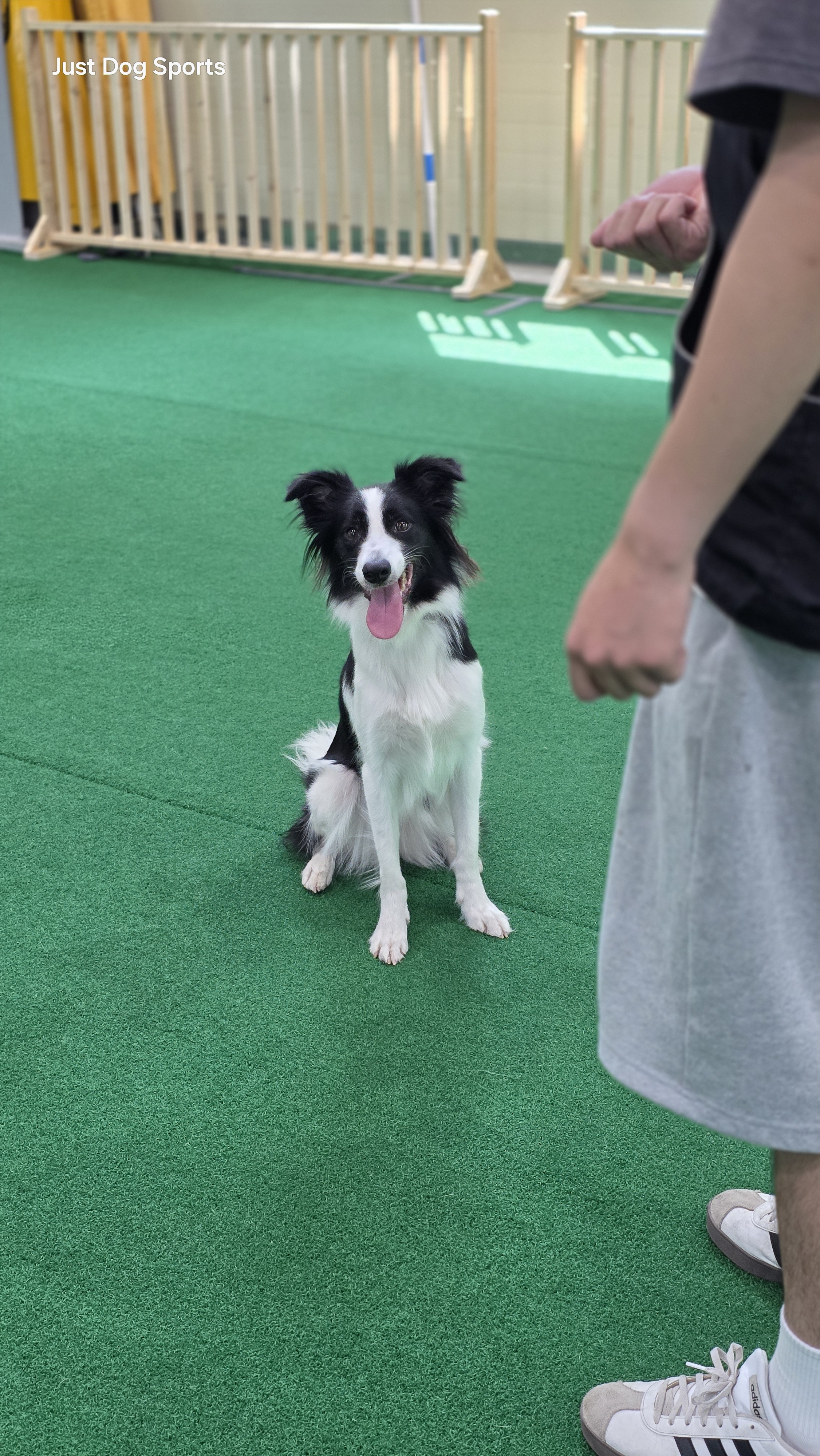저스트독스포츠 대표 이미지