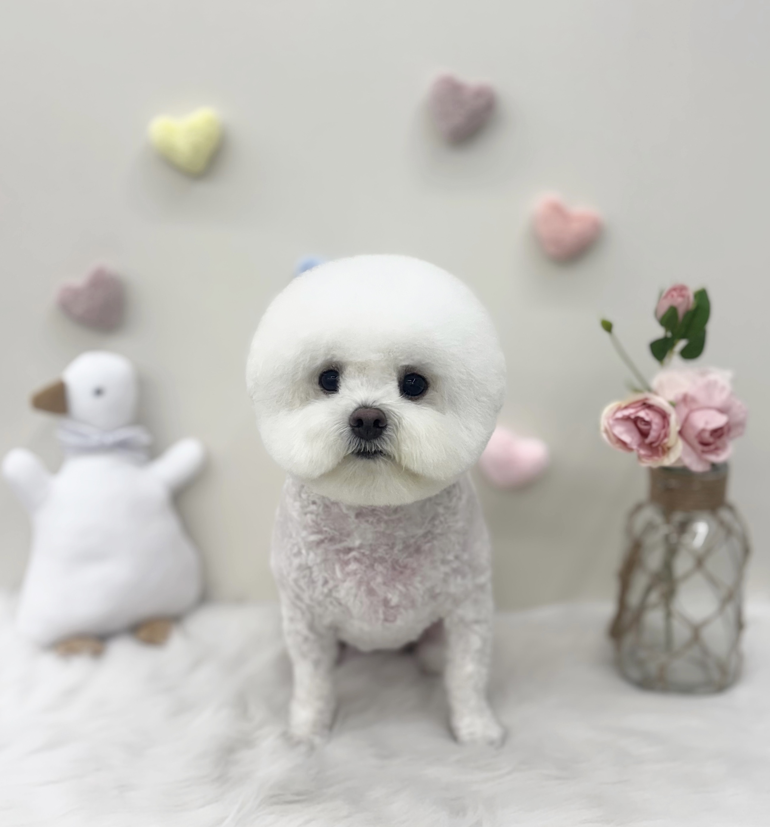 댕댕박사 대표 이미지