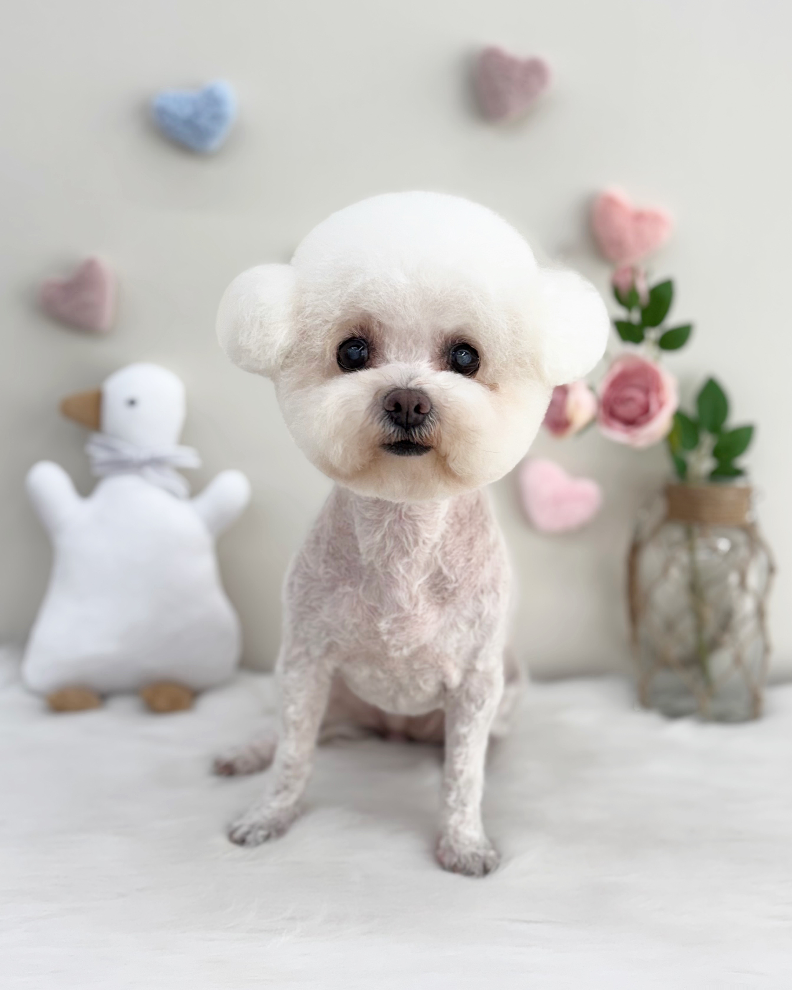 댕댕박사 애견유치원/장박호텔링 대표 이미지