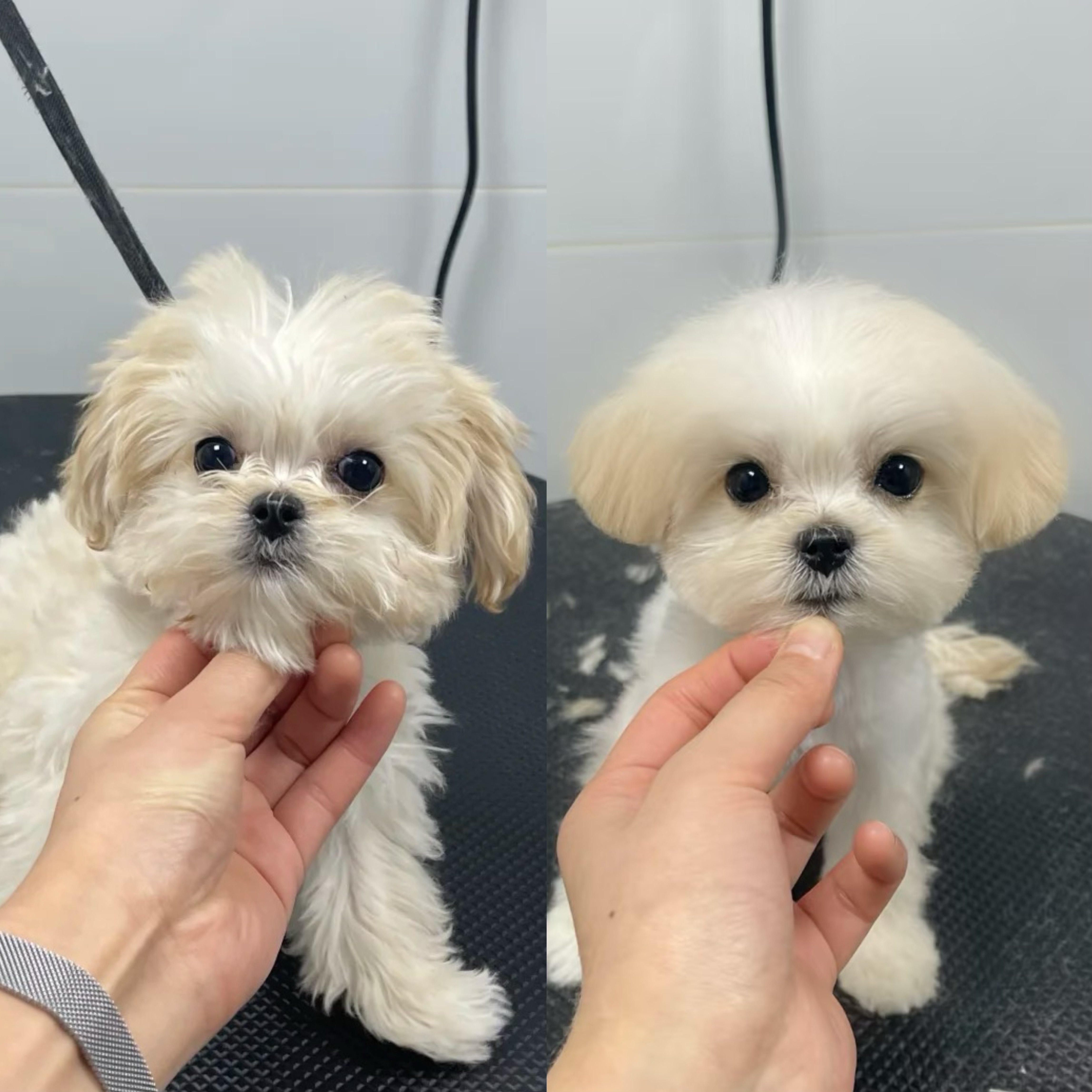 제니멍멍미용&제니네일샵 대표 이미지