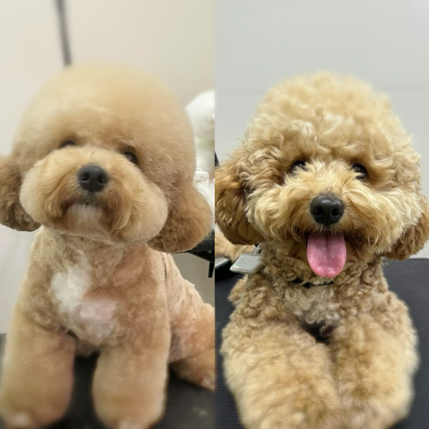 제니멍멍미용&제니네일샵 대표 이미지