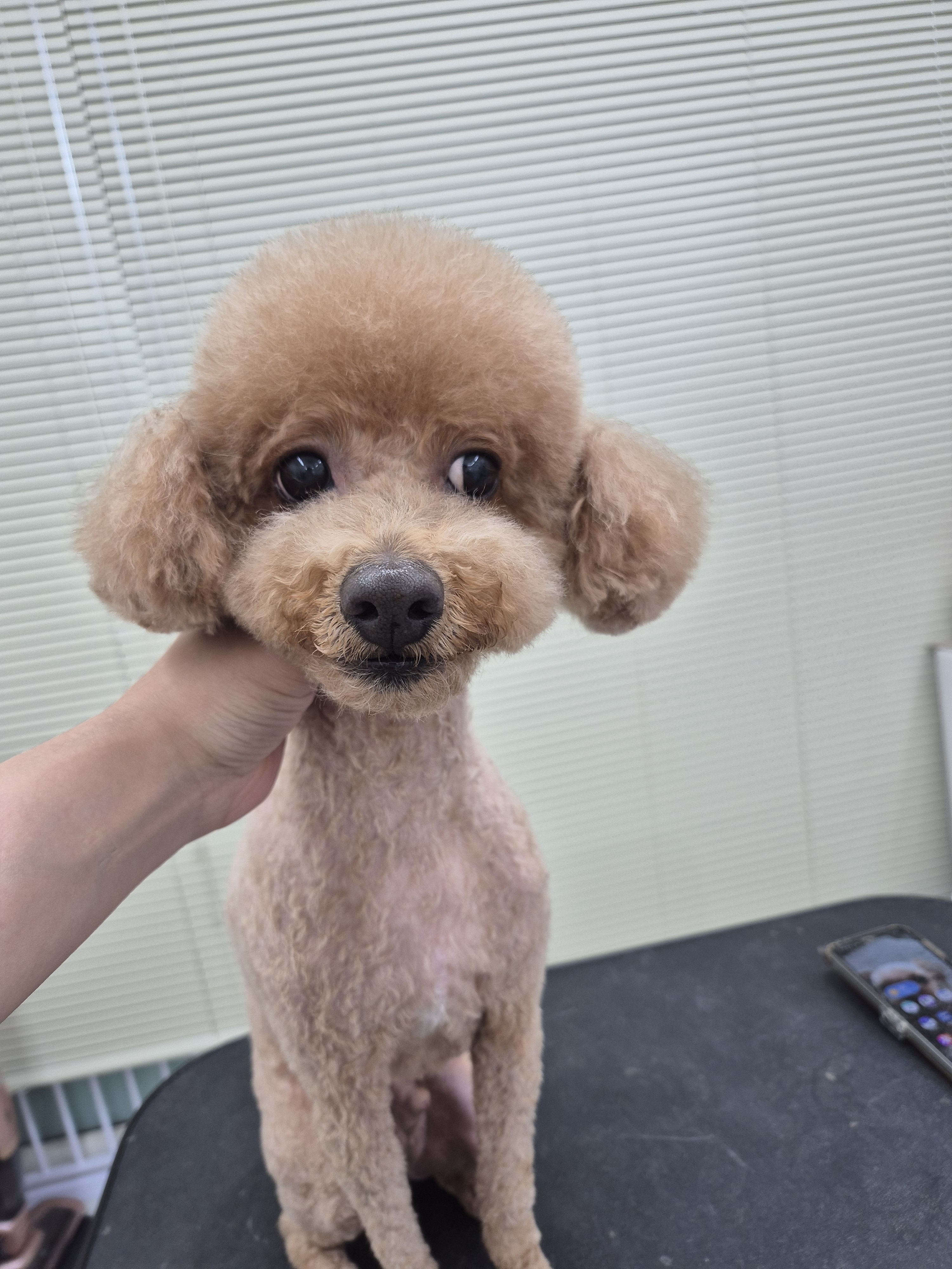 댕댕이 미용실 대표 이미지