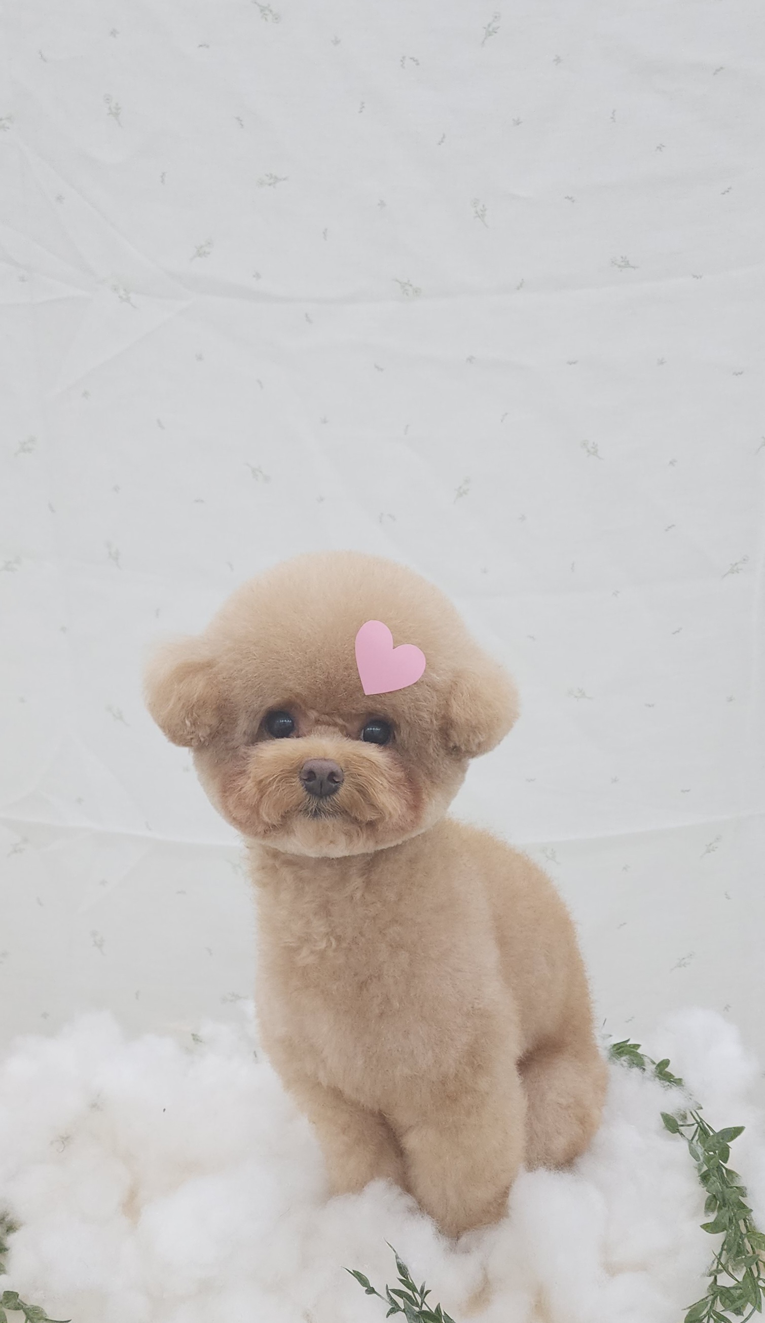 멍구르르 대표 이미지