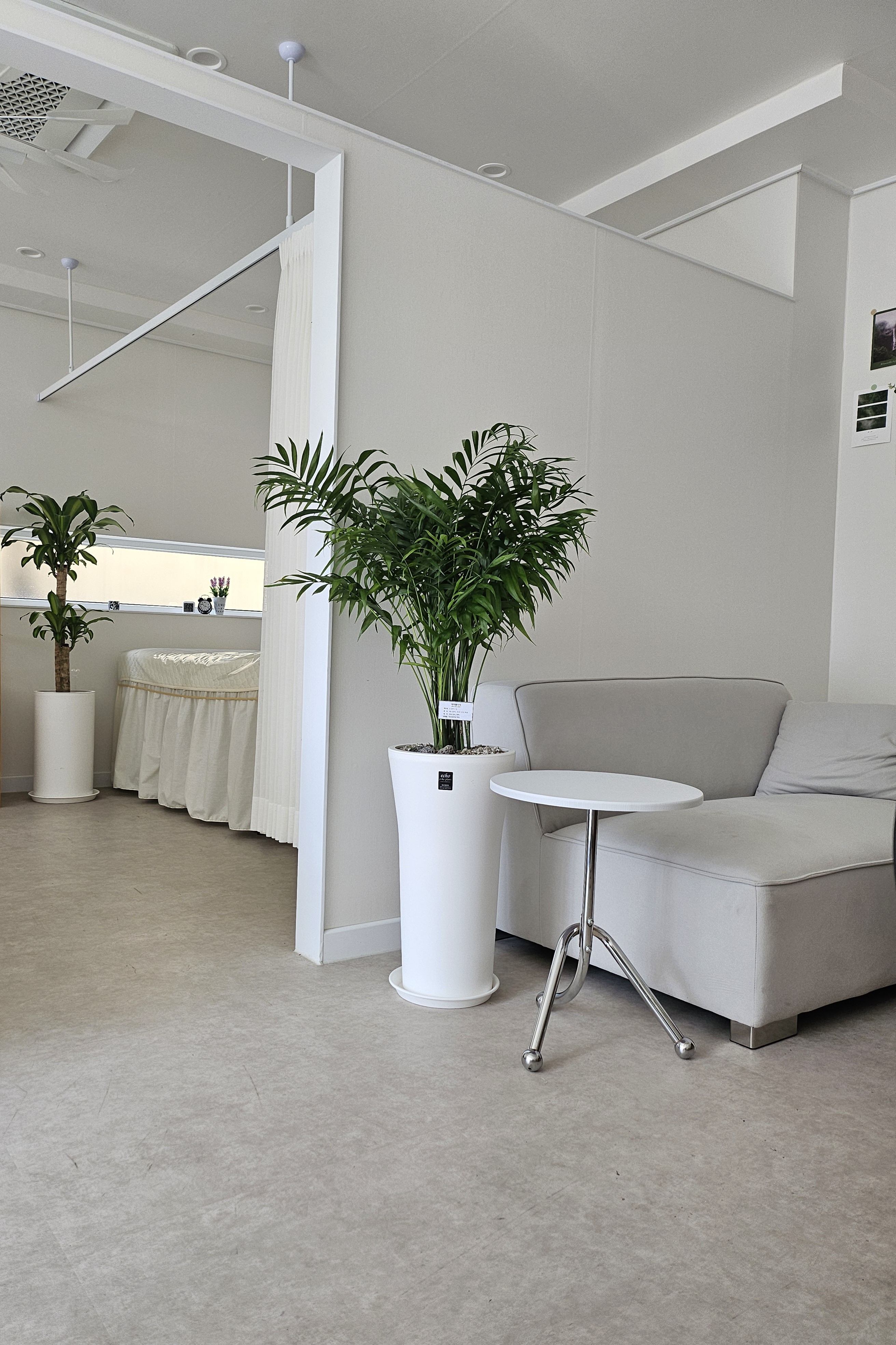 달빛눈썹 대표 이미지