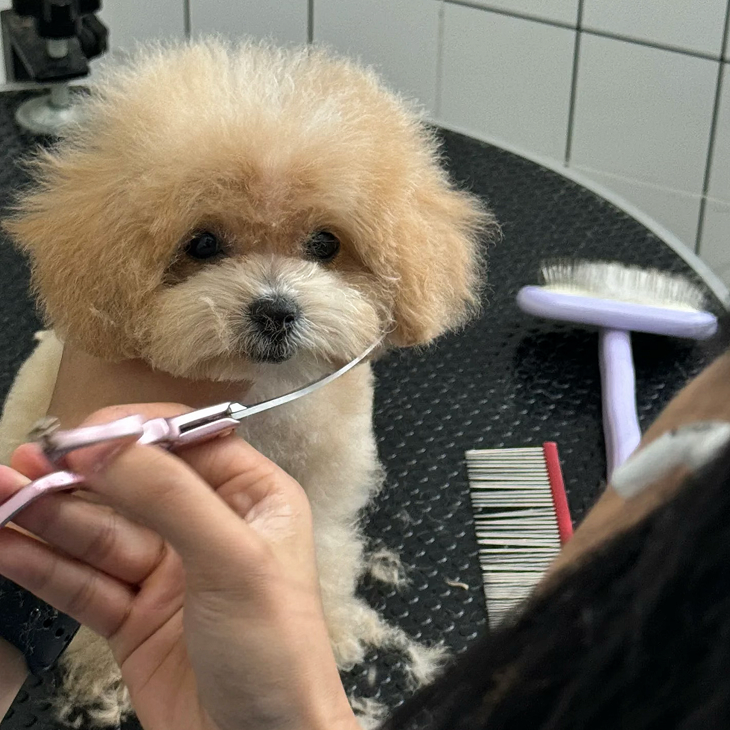 제니멍멍미용 대표 이미지