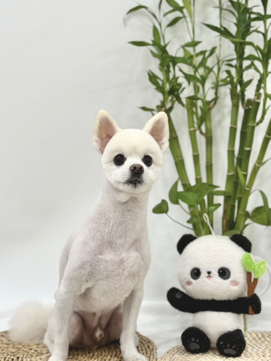 파인독 애견미용&호텔&유치원 대표 이미지