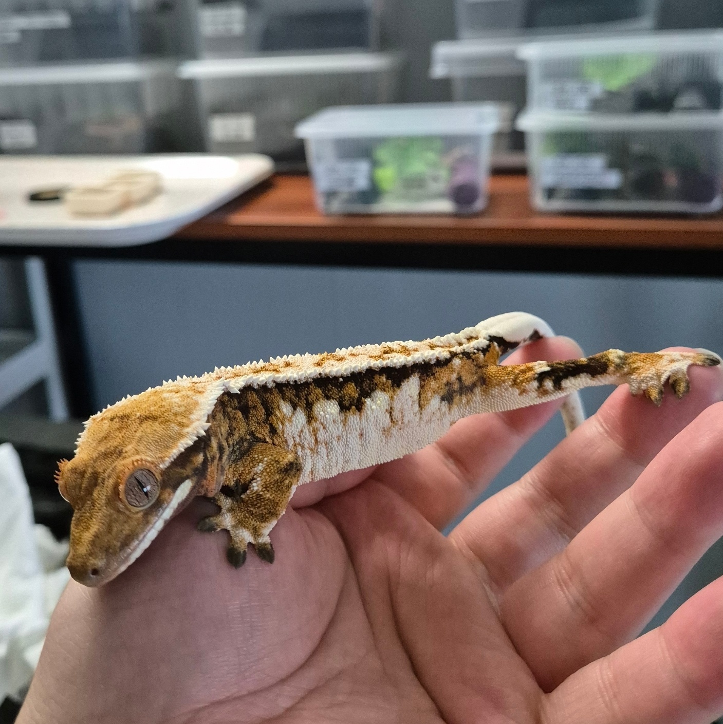 좀비렙타일 대표 이미지