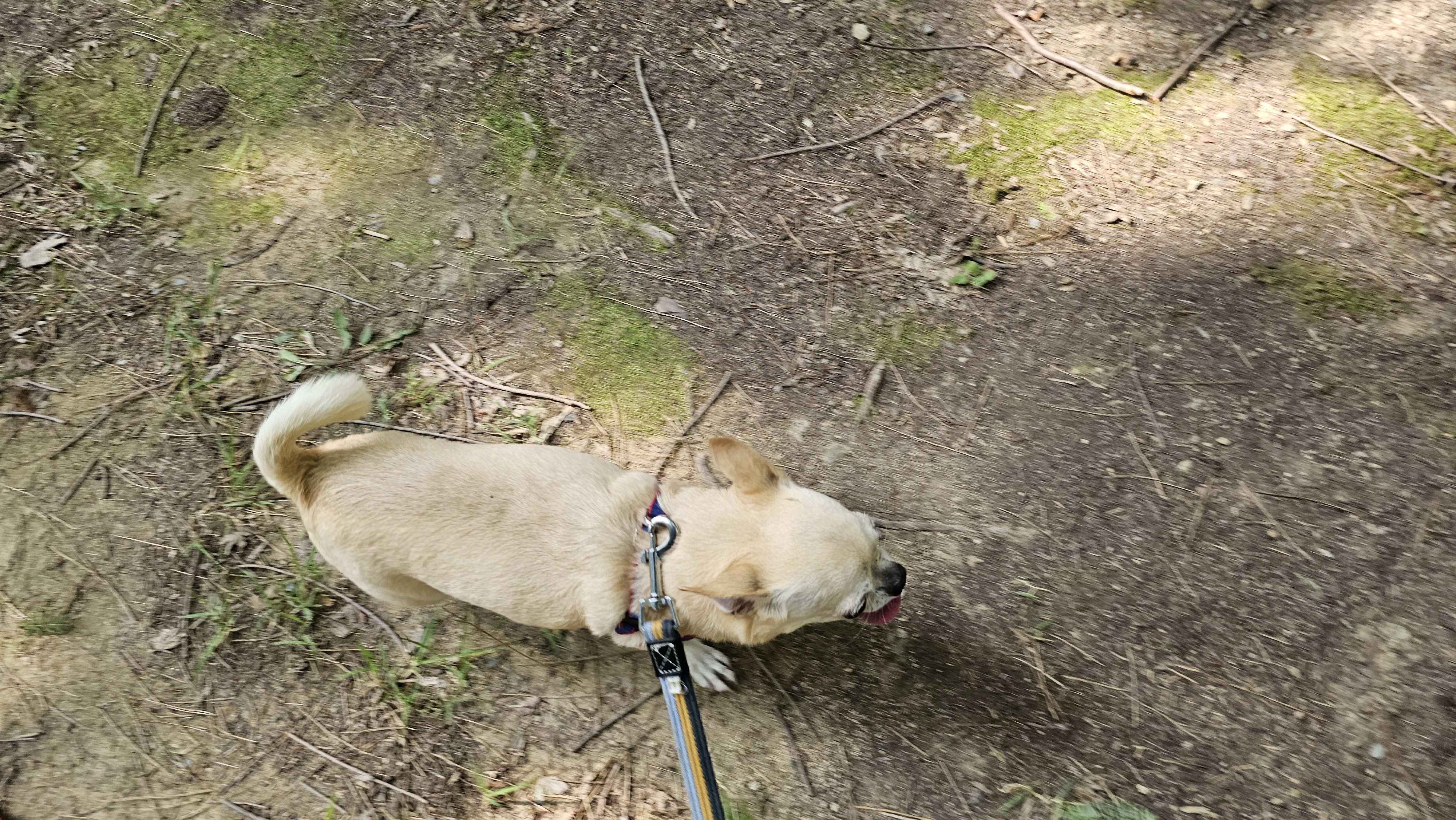 디엠 다우리 대표 이미지