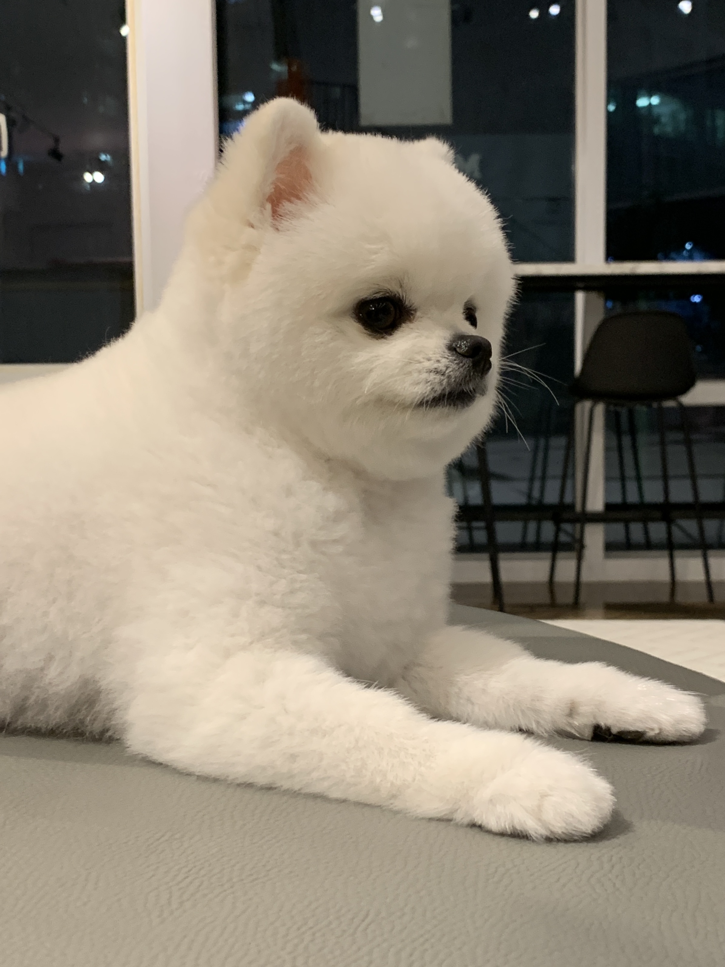 멍크루 반려동물 동반 카페