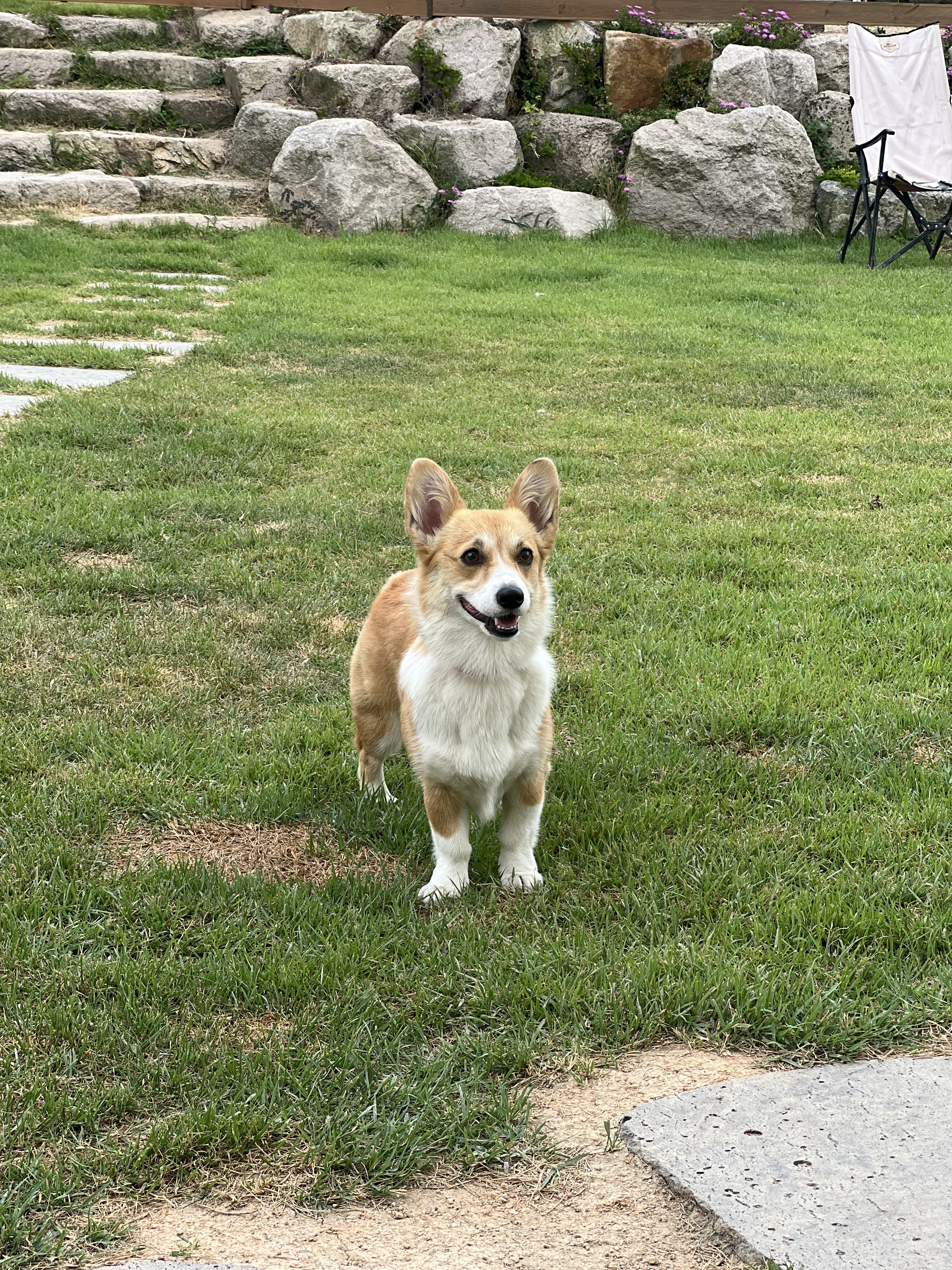 댕릉원 애견유치원 애견호텔 대형견유치원 대형견호텔 대표 이미지