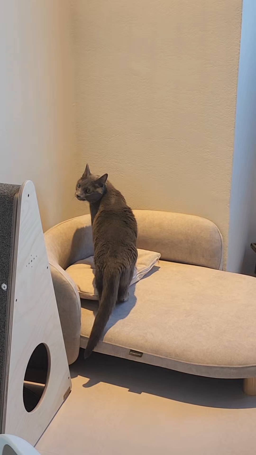 고양이호텔캣블리쎄 대표 이미지