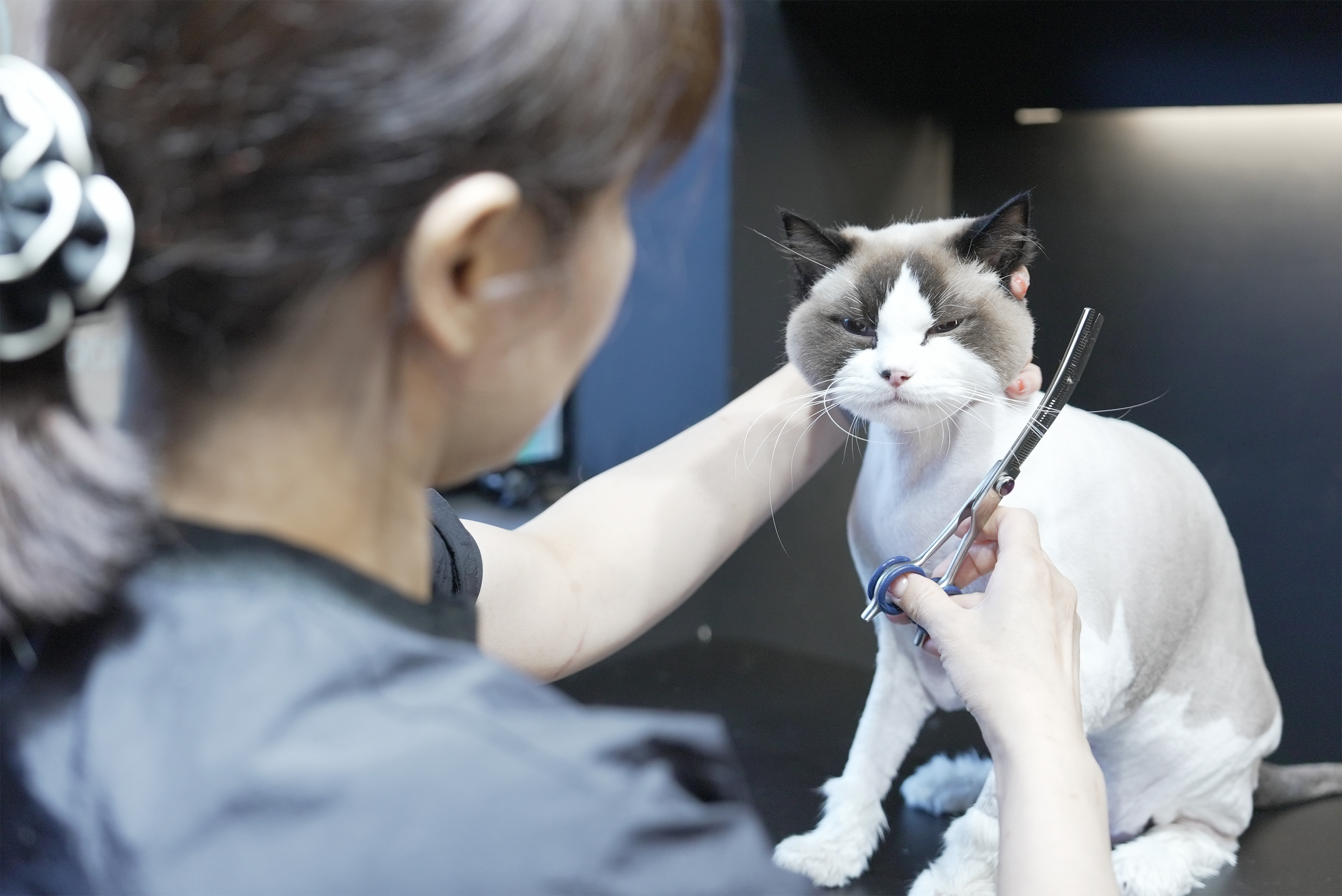 고양이호텔 캣어스 트리마제점 대표 이미지