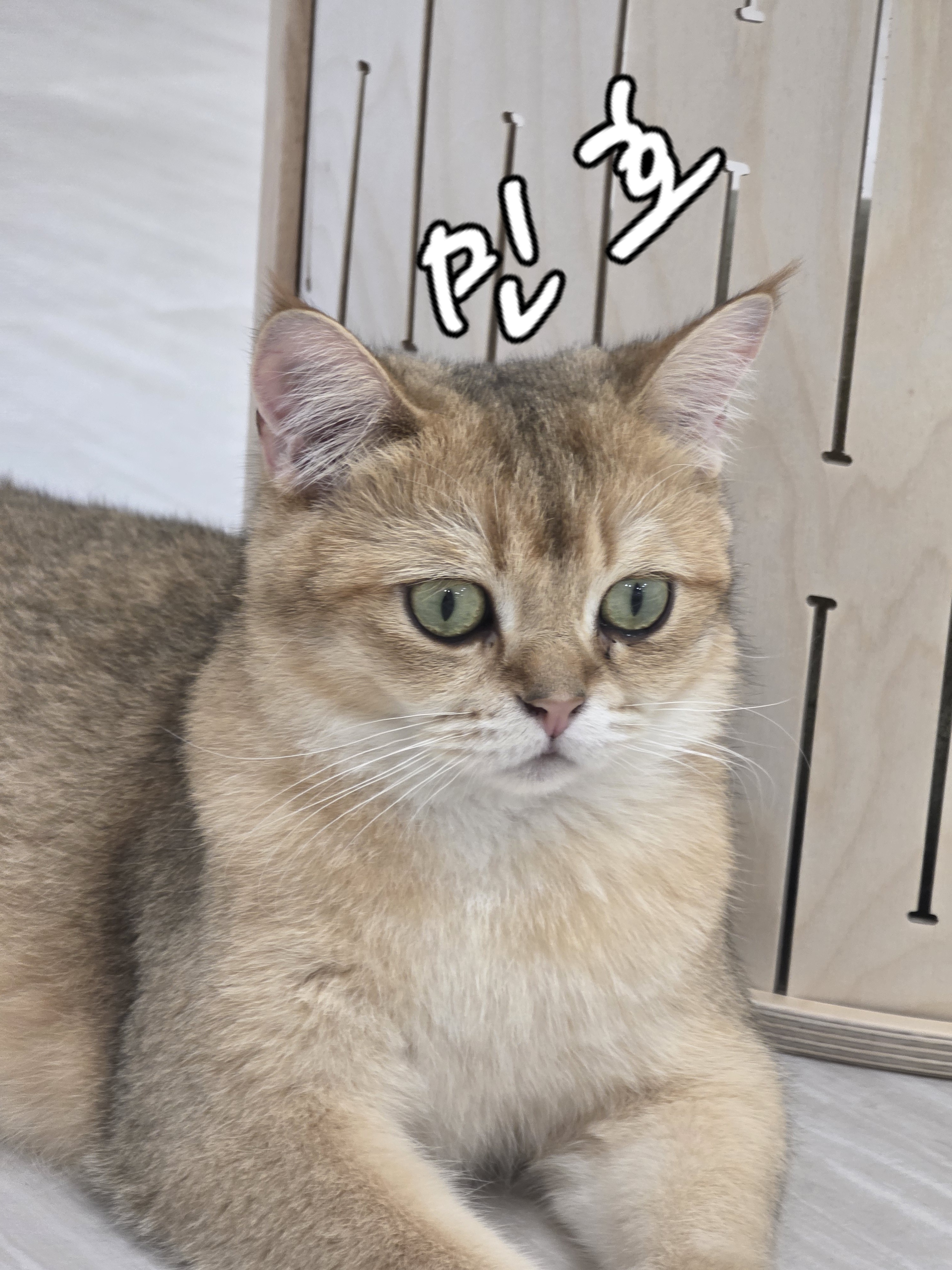 놀면묘하냥 은평점 대표 이미지