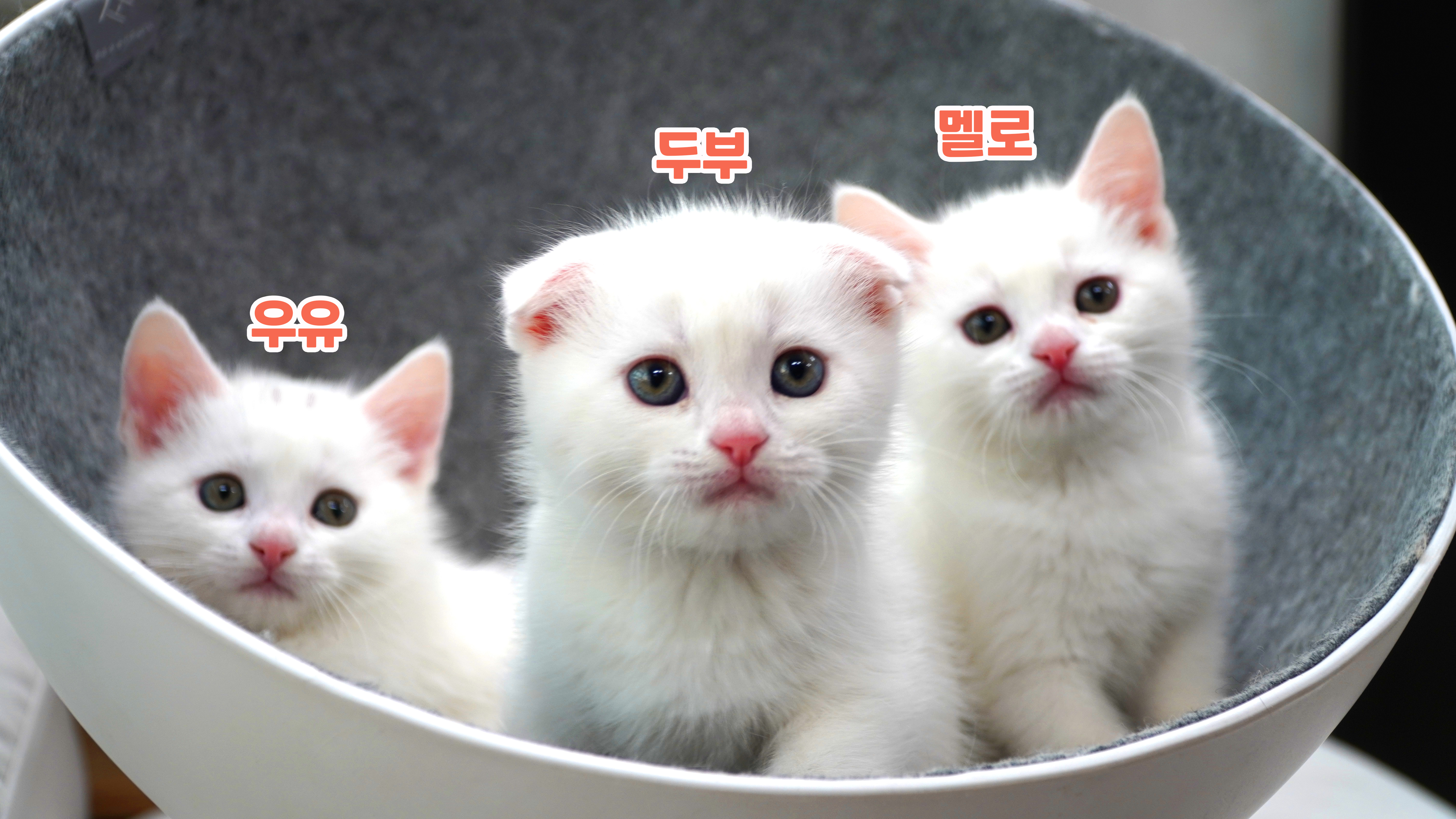 레오카페 전라 애견카페