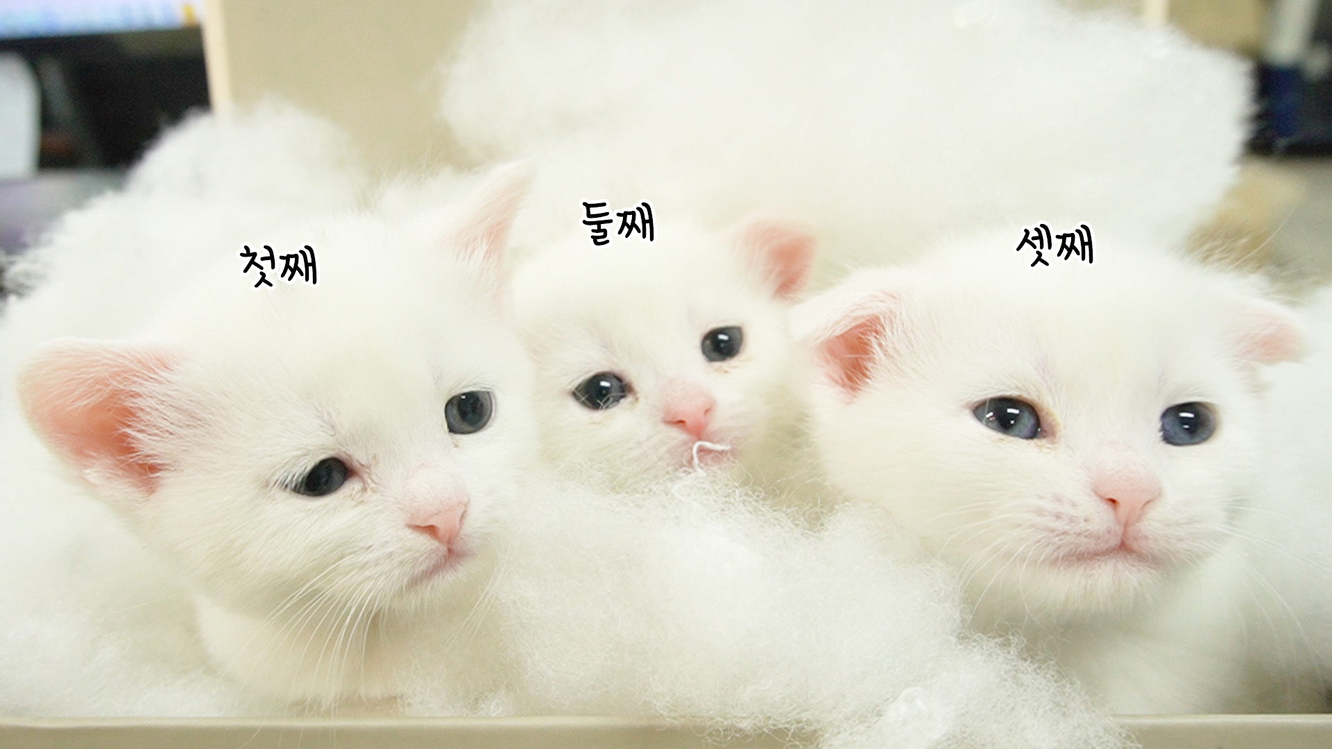 레오카페 4