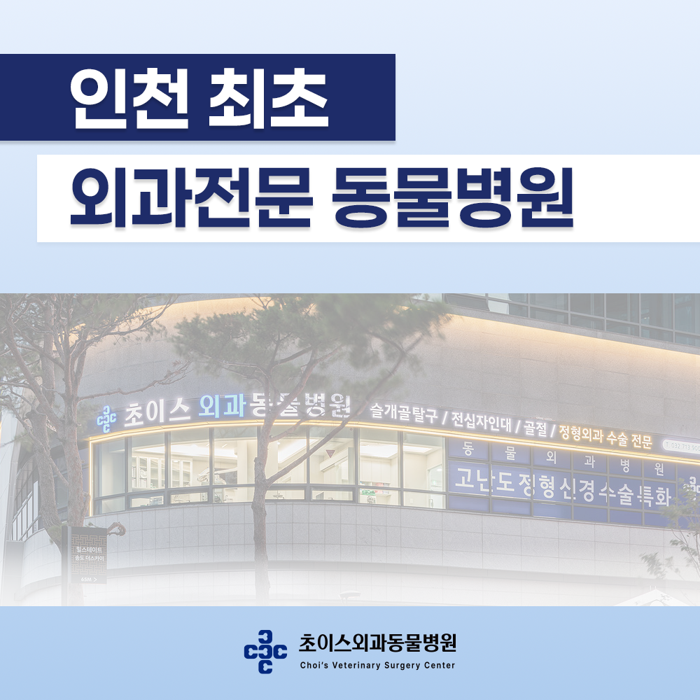 초이스외과동물병원