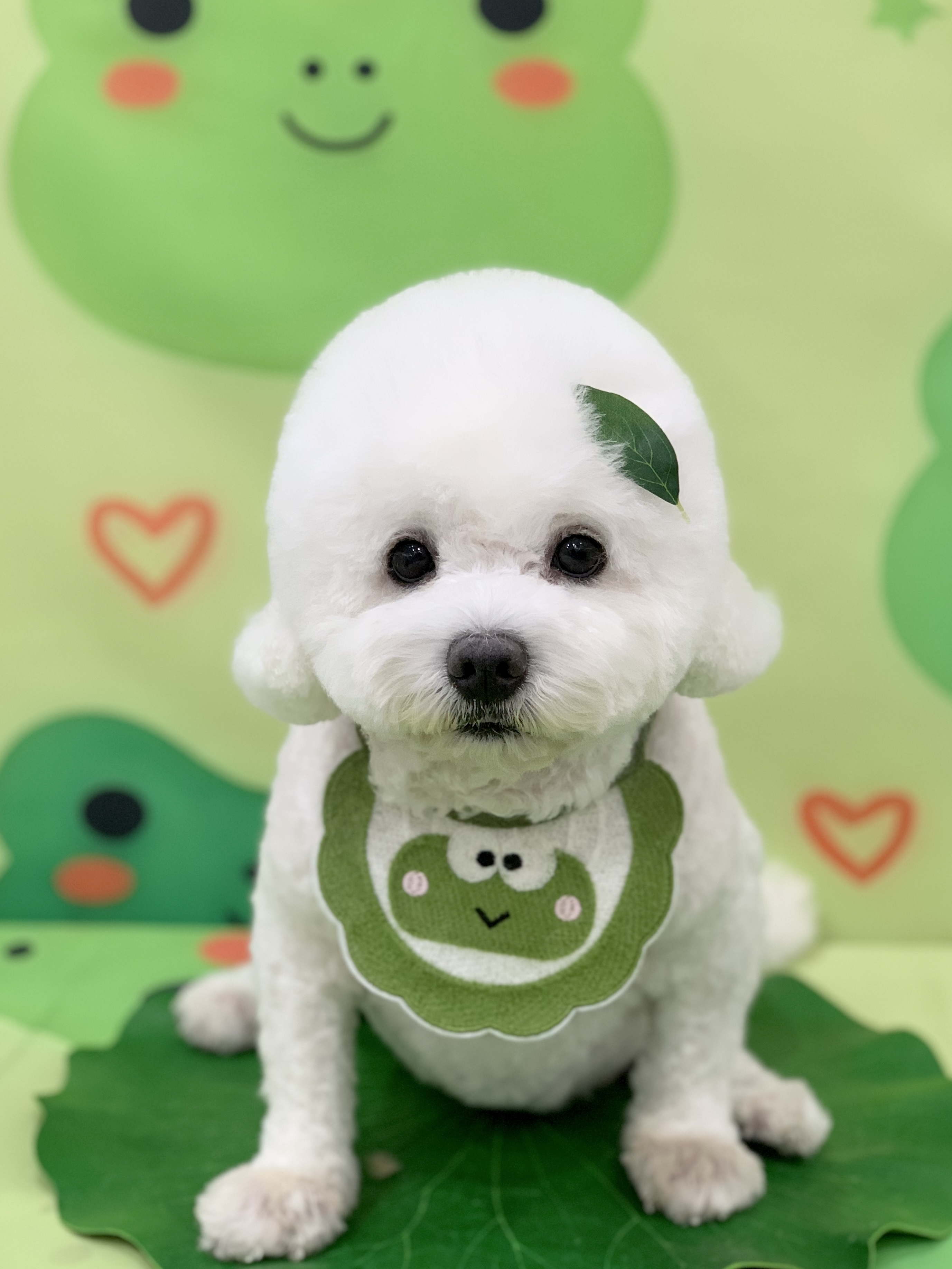 다온그루밍 대표 이미지