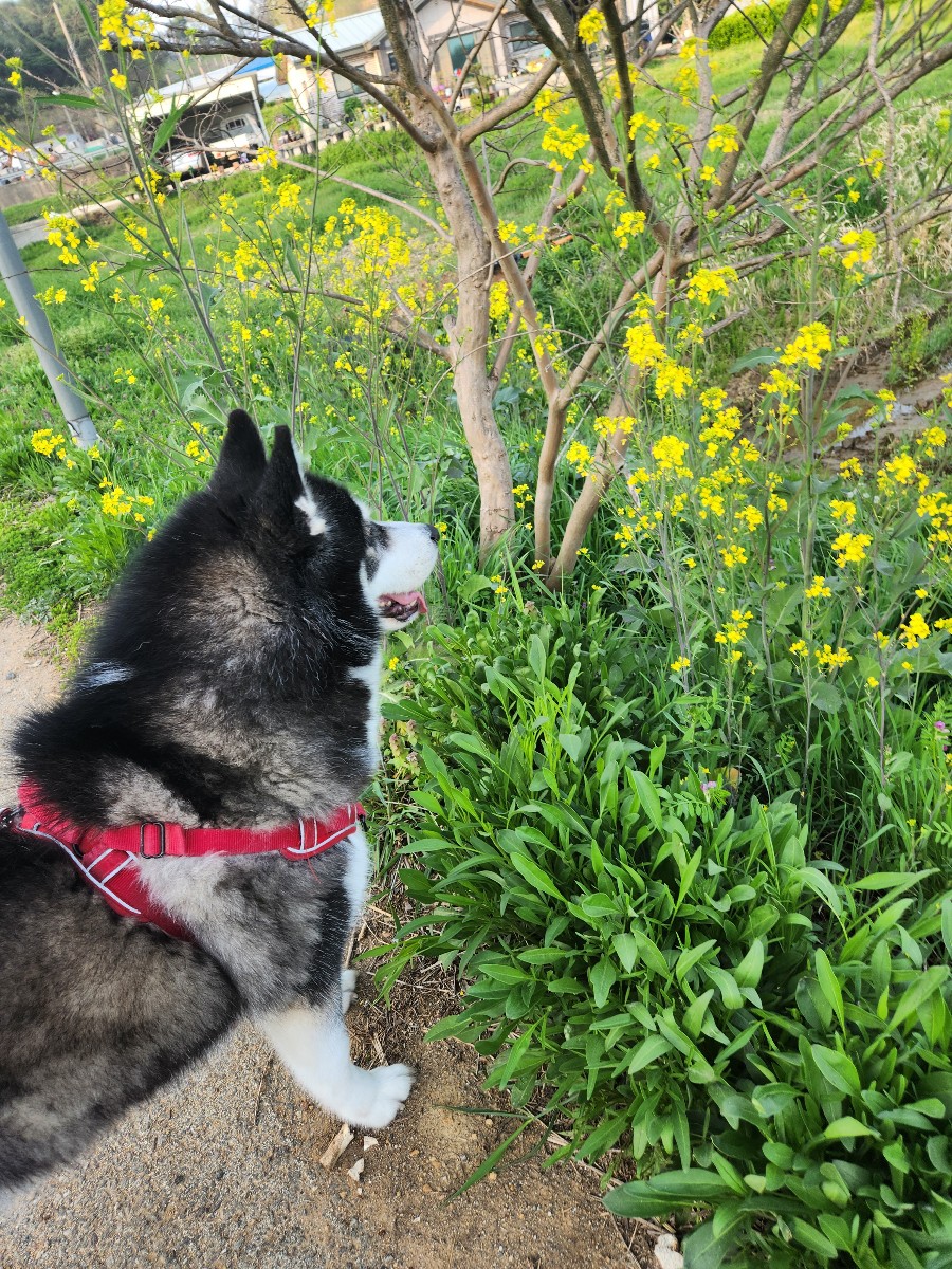 댕댕이산장 대표 이미지