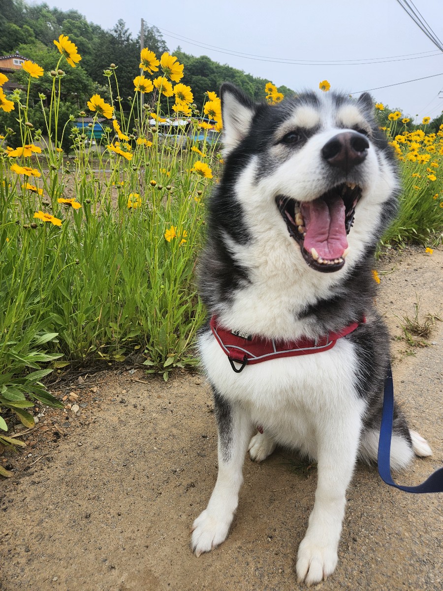 댕댕이산장 대표 이미지