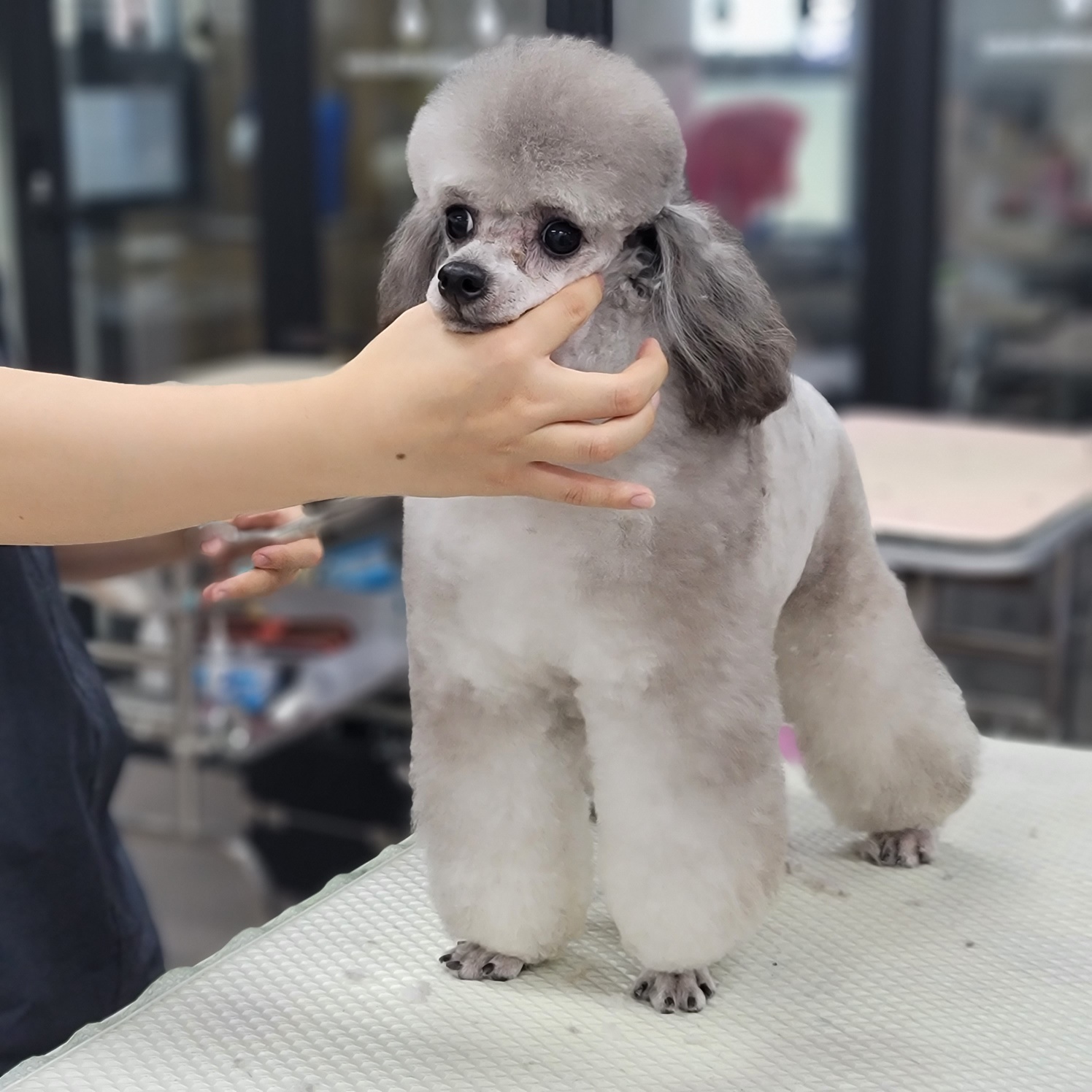 도쿠애견미용학원 대표 이미지