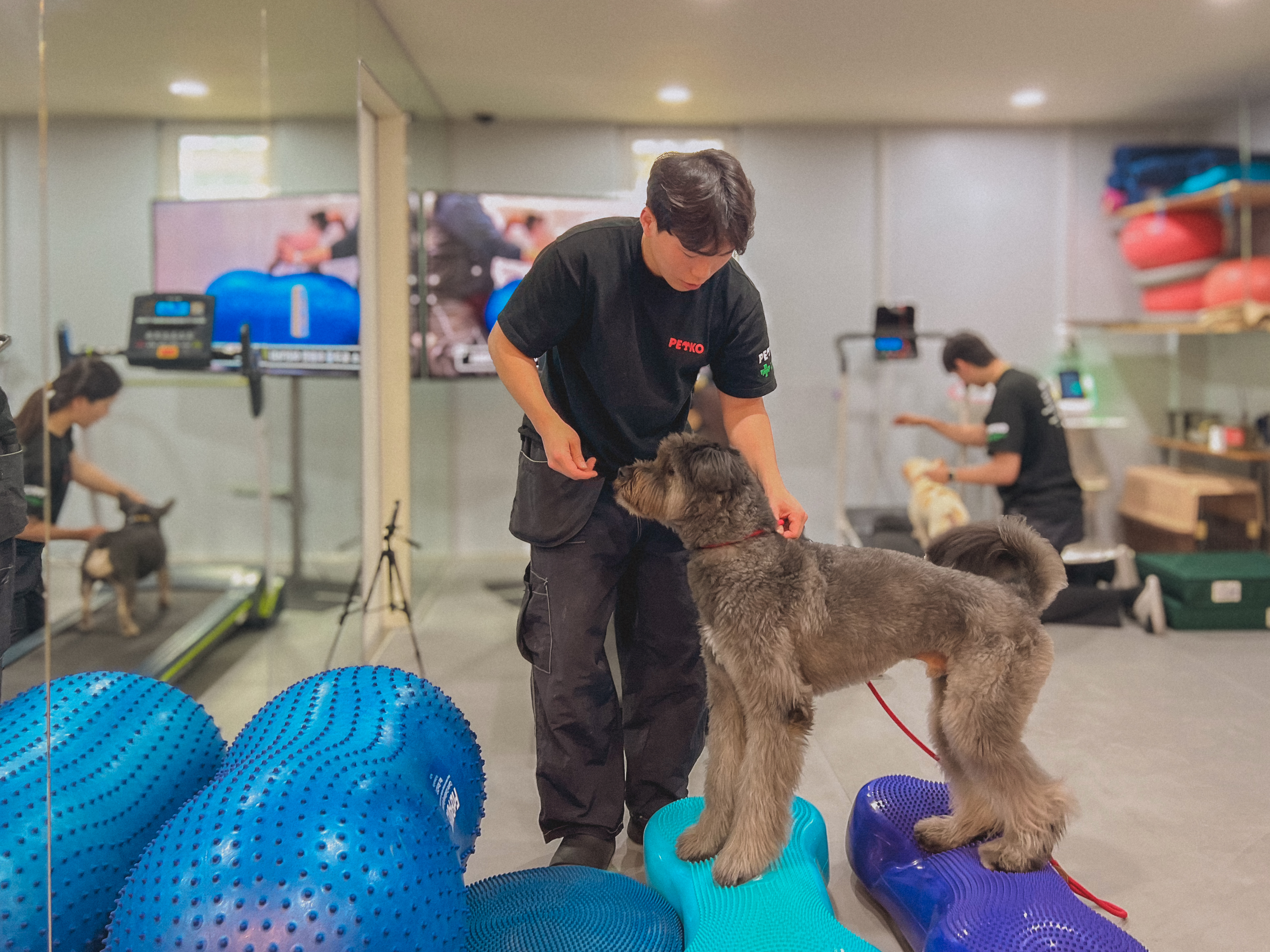 펫코도니아 대표 이미지