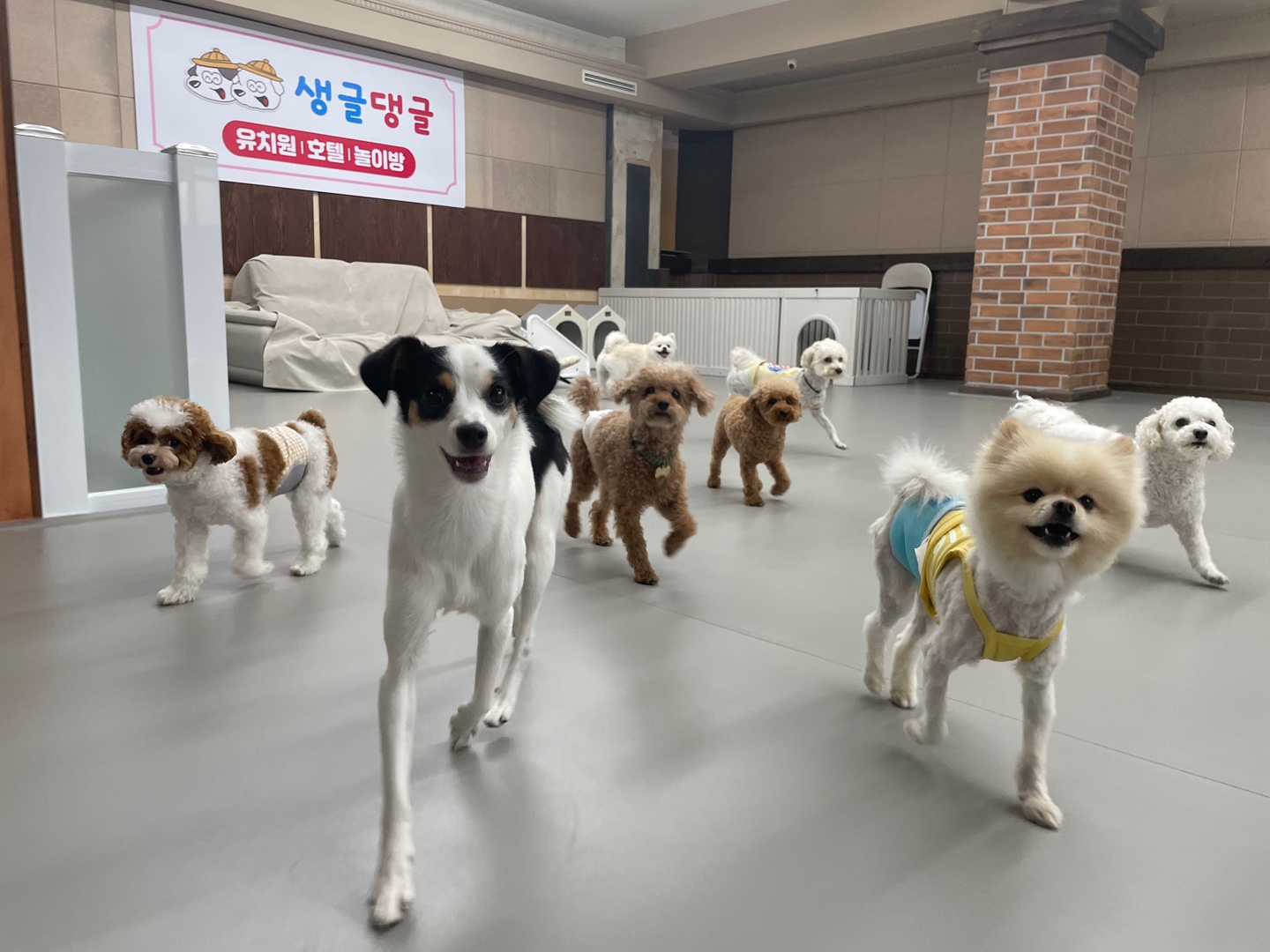 생글댕글 강아지 유치원 대표 이미지