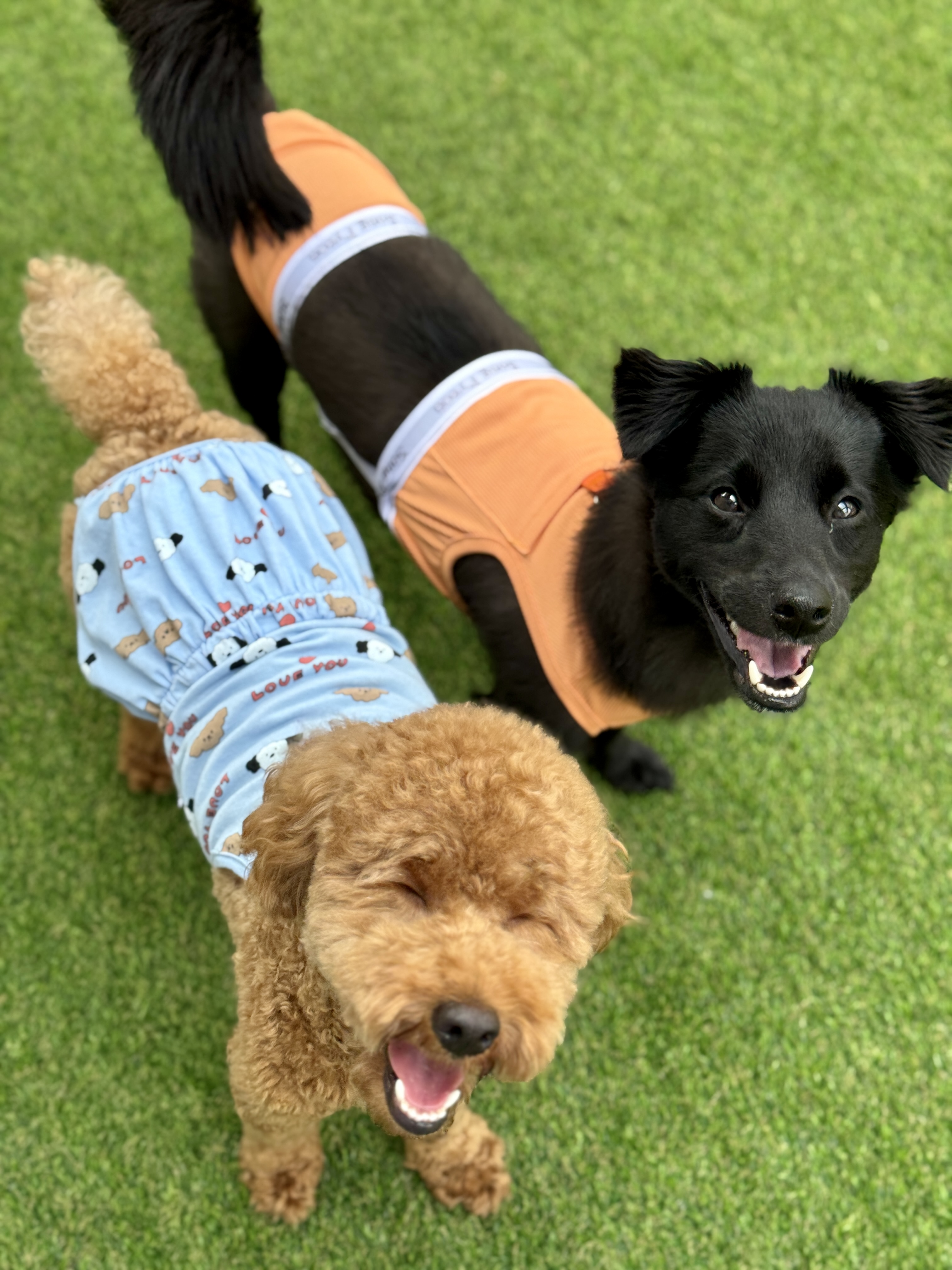 놀멍뛰멍 애견유치원 애견호텔 대표 이미지