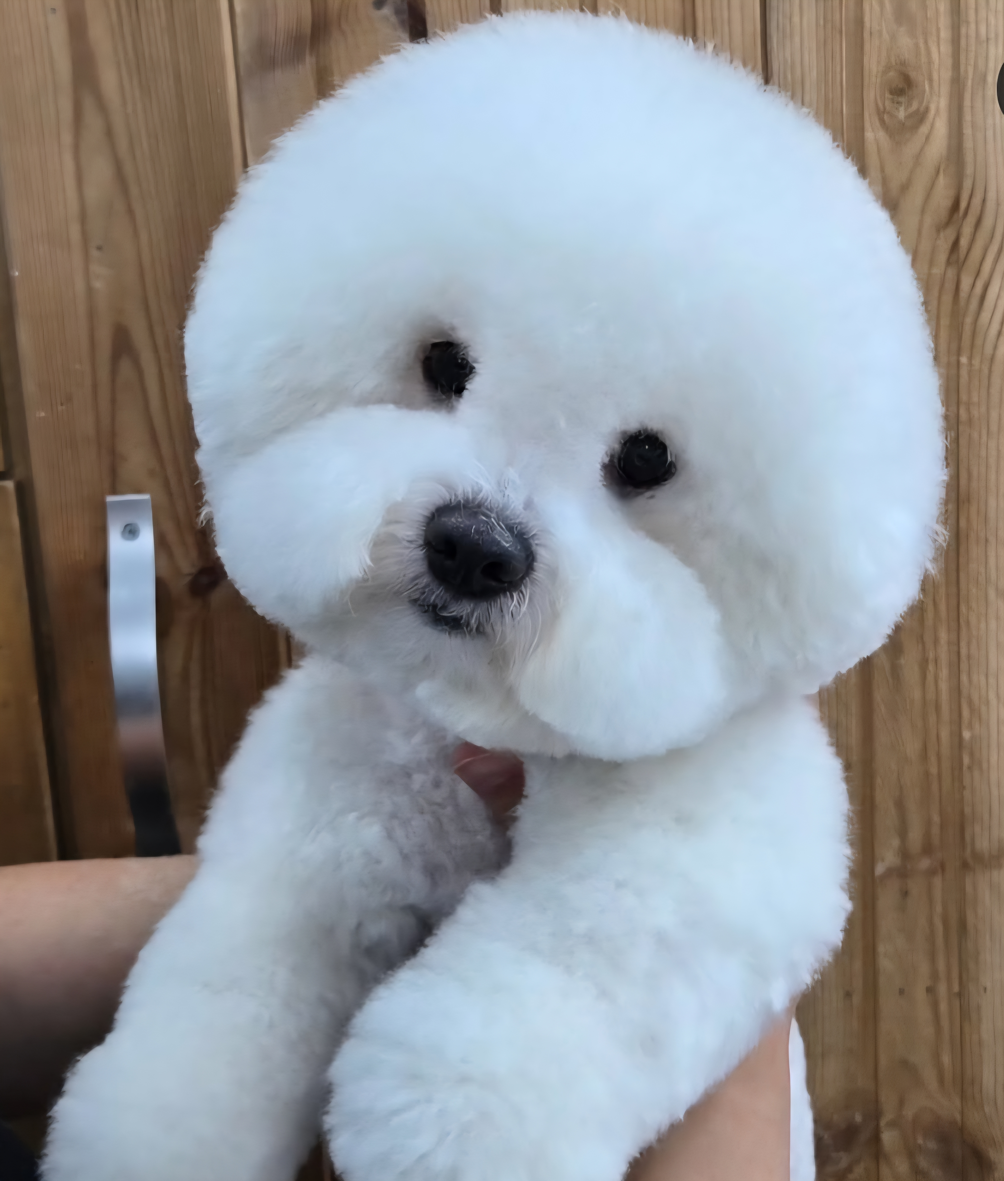 룰루랄라애견미용실 대표 이미지