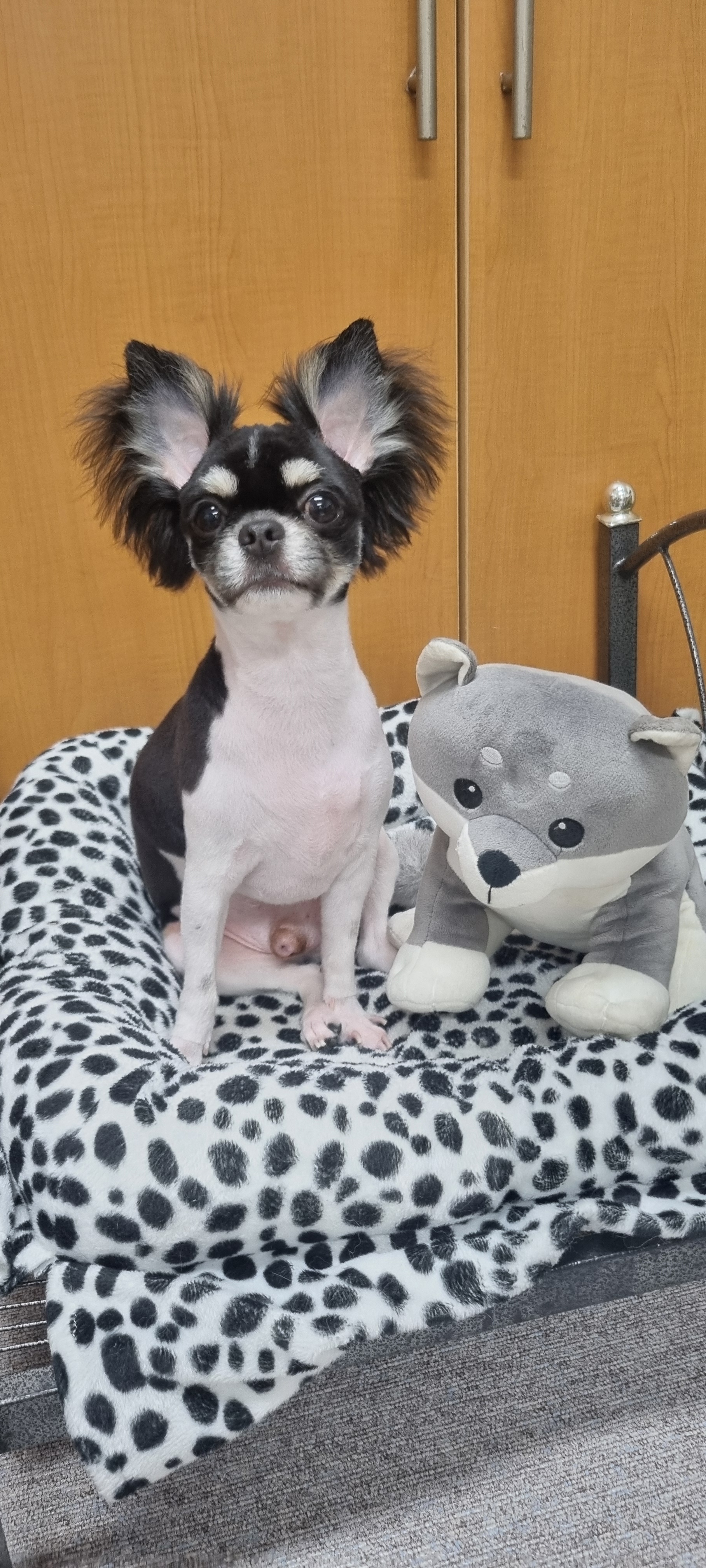 슈나애견미용 대표 이미지